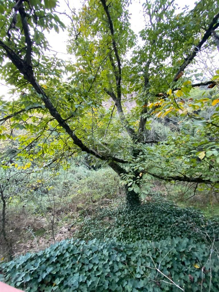 Hasköy Mahallesinde Satılık 11 Dönüm Zeytinlik - Görsel 6