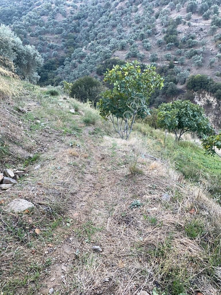 Hasköy Mahallesinde Satılık 11 Dönüm Zeytinlik - Görsel 9