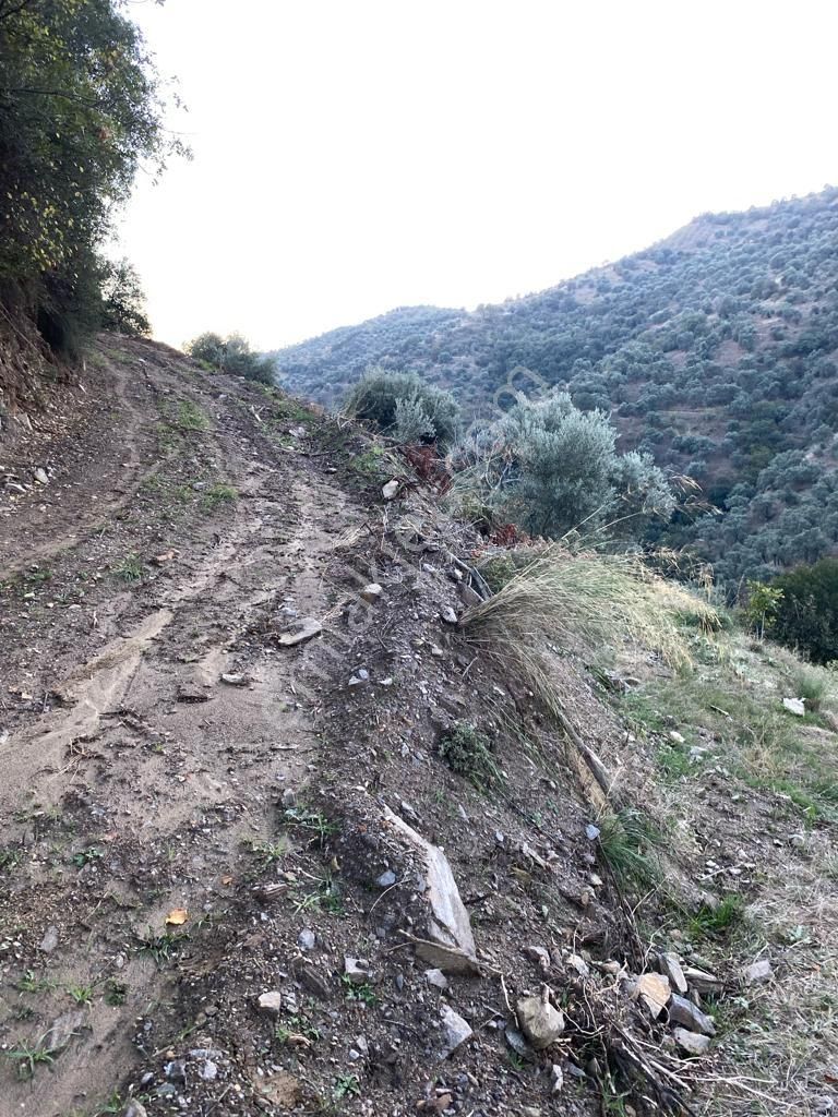 Hasköy Mahallesinde Satılık 11 Dönüm Zeytinlik - Görsel 8