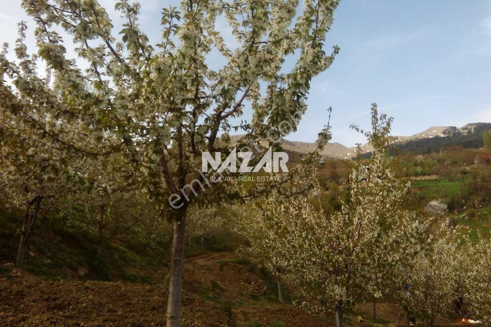 Alanya Özvadi Yaylası’nda 1.247 M² Satılık Tarla Ve 1+1 Ev - Görsel 10