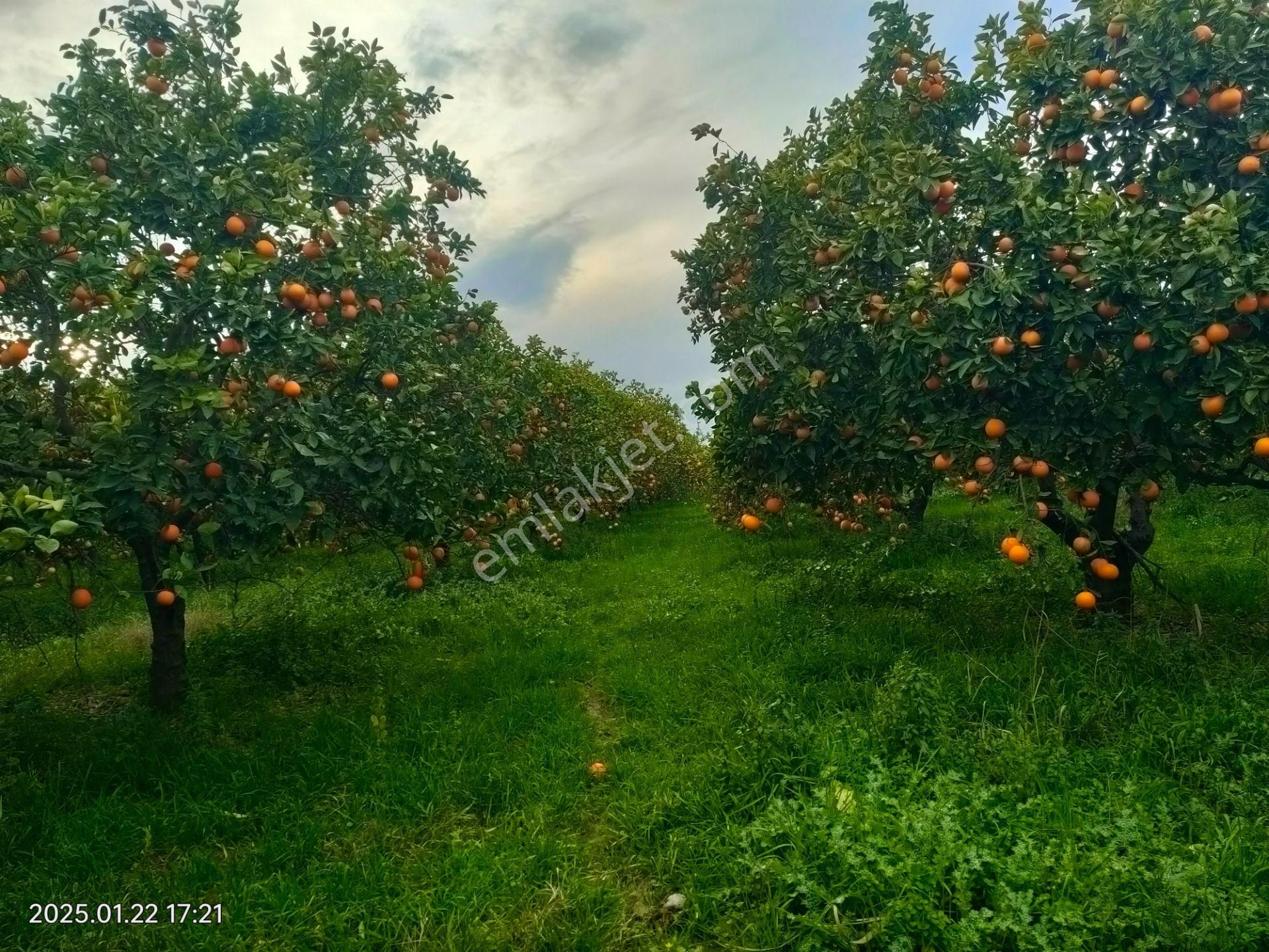 Hamzallı Mahallesinde Satılık Portakal Tarlası - Görsel 32