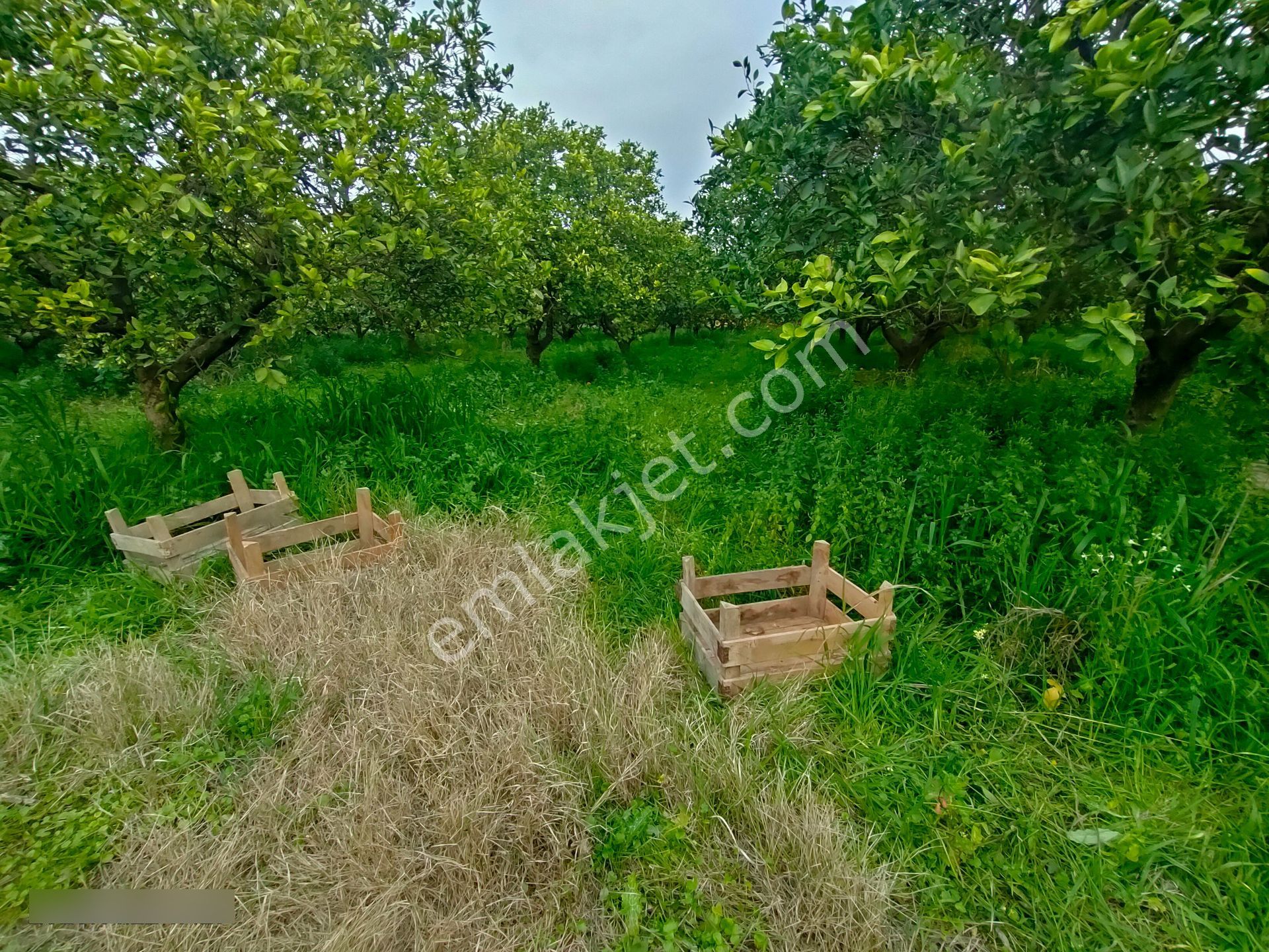 Hamzallı Mahallesinde Satılık Portakal Tarlası - Görsel 17