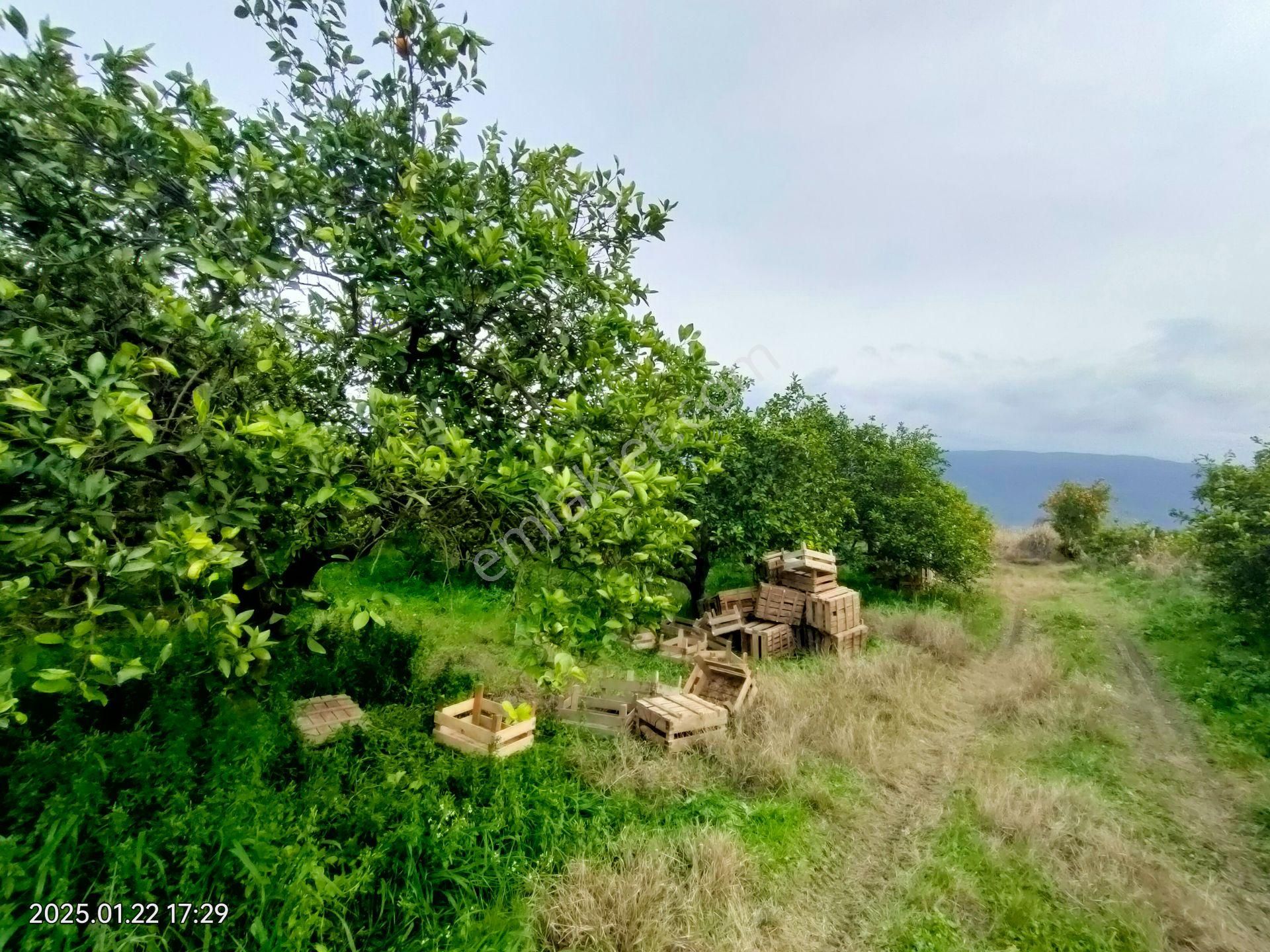 Hamzallı Mahallesinde Satılık Portakal Tarlası - Görsel 16