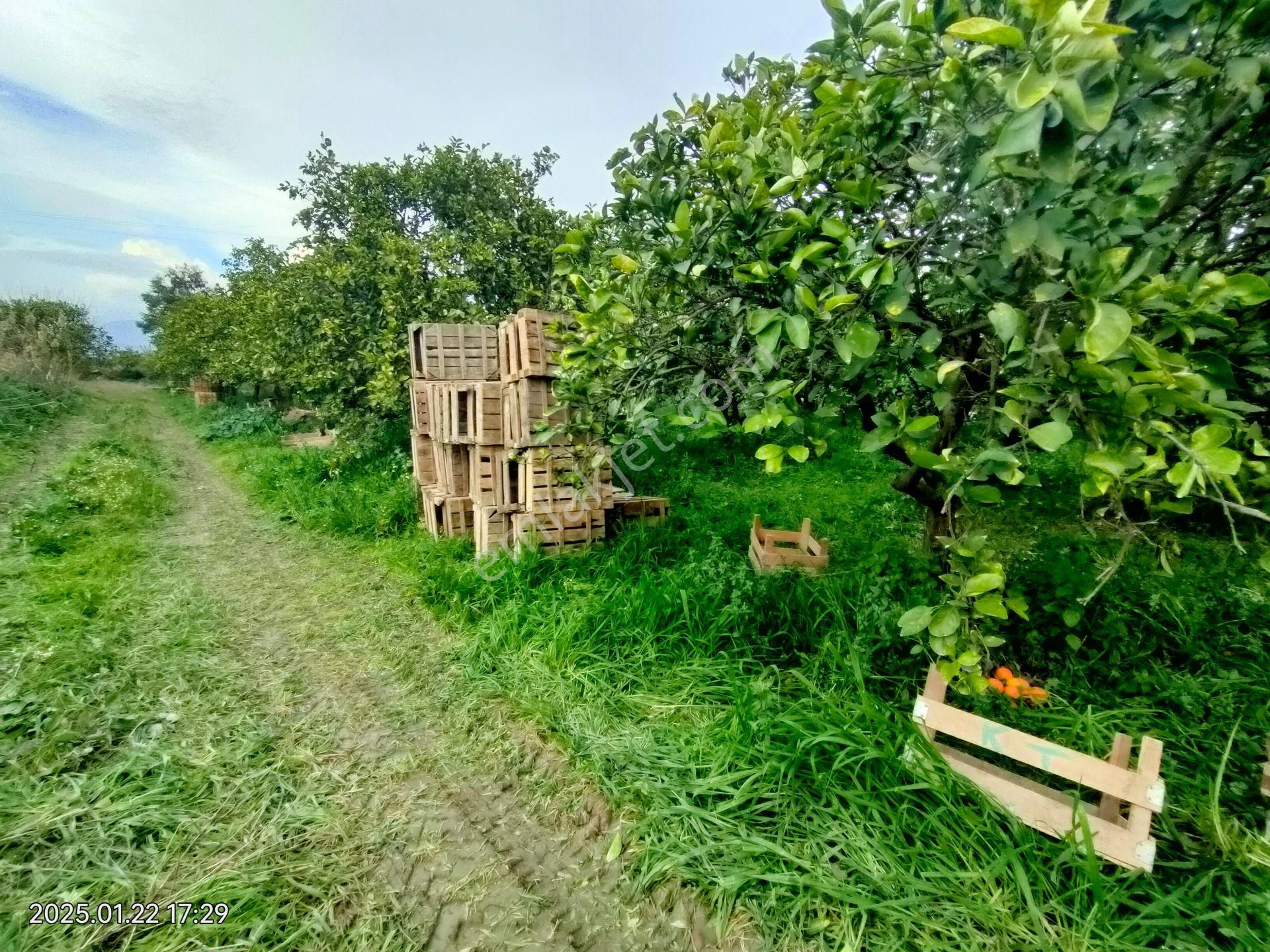 Hamzallı Mahallesinde Satılık Portakal Tarlası - Görsel 25