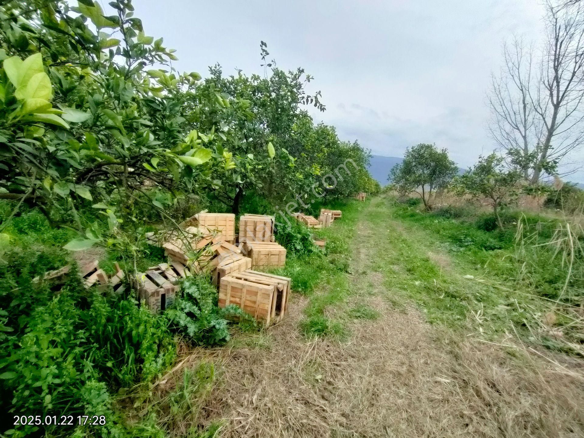 Hamzallı Mahallesinde Satılık Portakal Tarlası - Görsel 26
