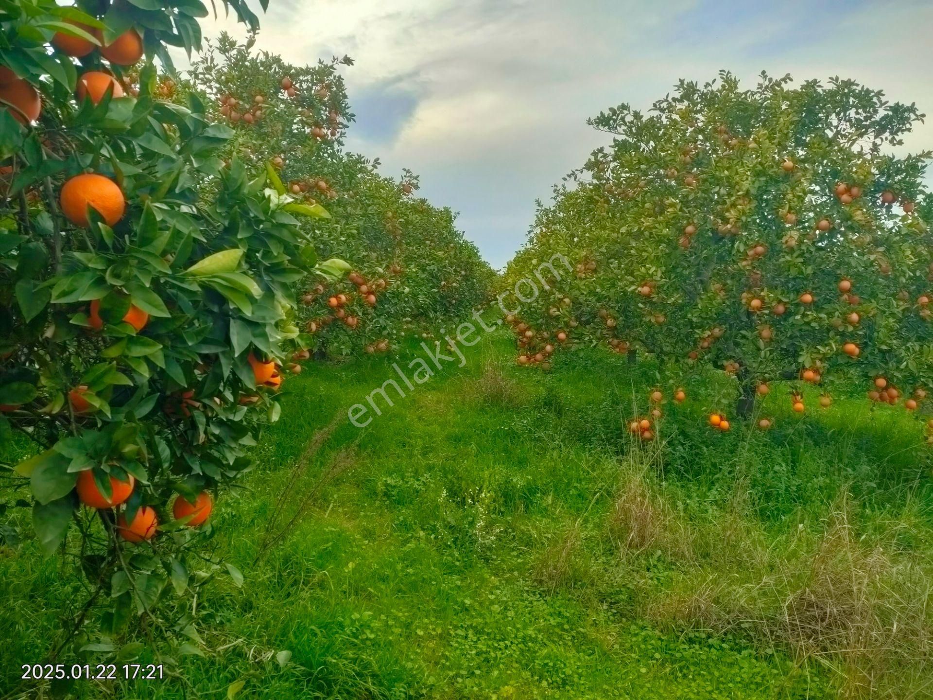 Hamzallı Mahallesinde Satılık Portakal Tarlası - Görsel 18