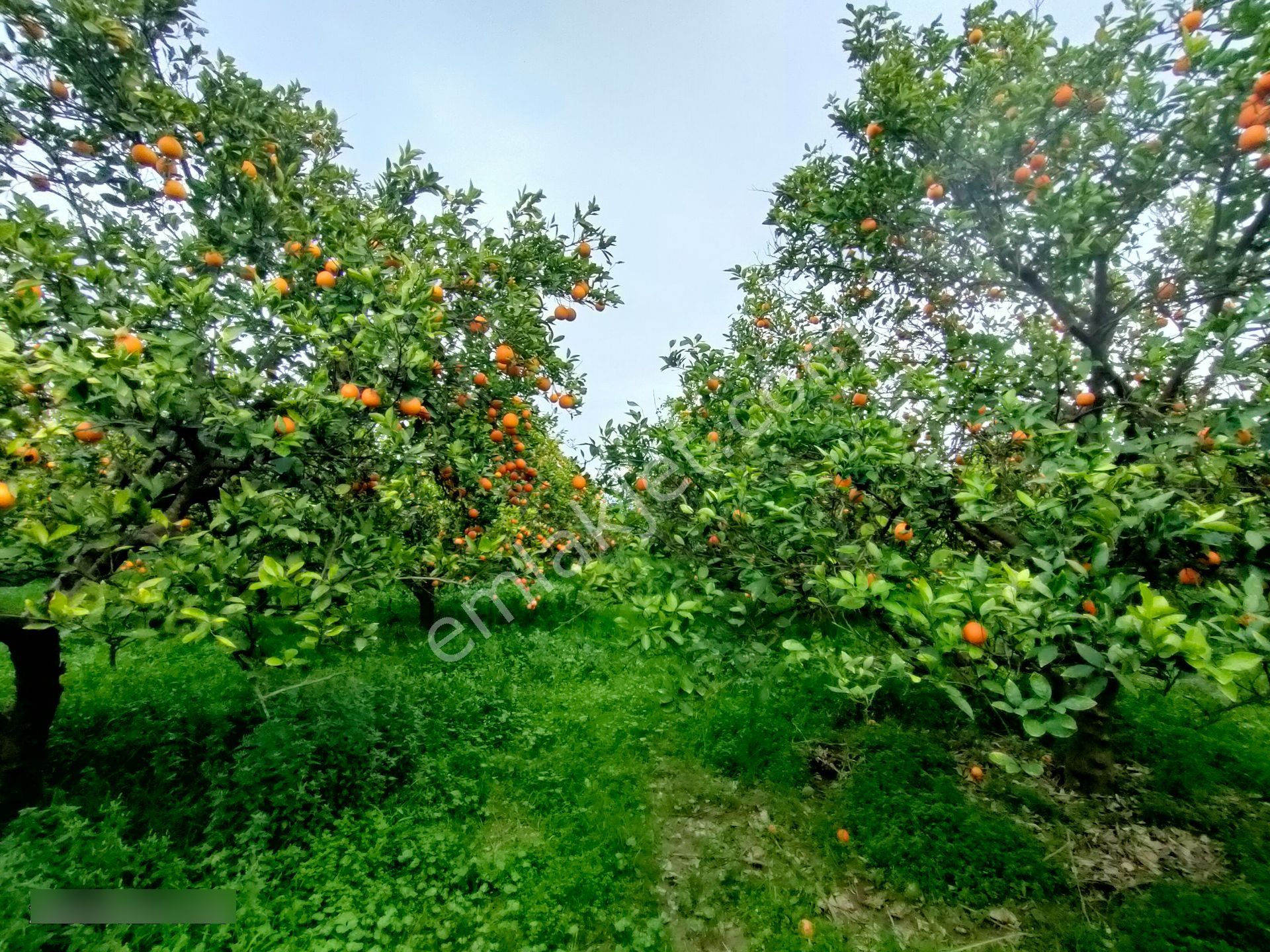 Hamzallı Mahallesinde Satılık Portakal Tarlası