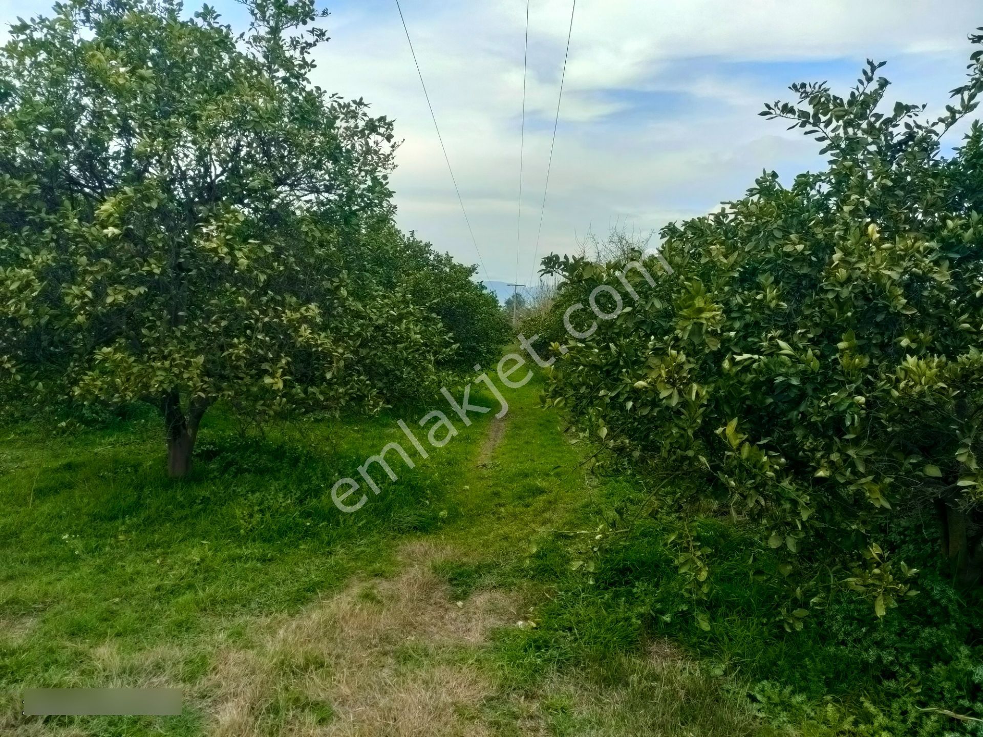 Hamzallı Mahallesinde Satılık Portakal Tarlası - Görsel 8