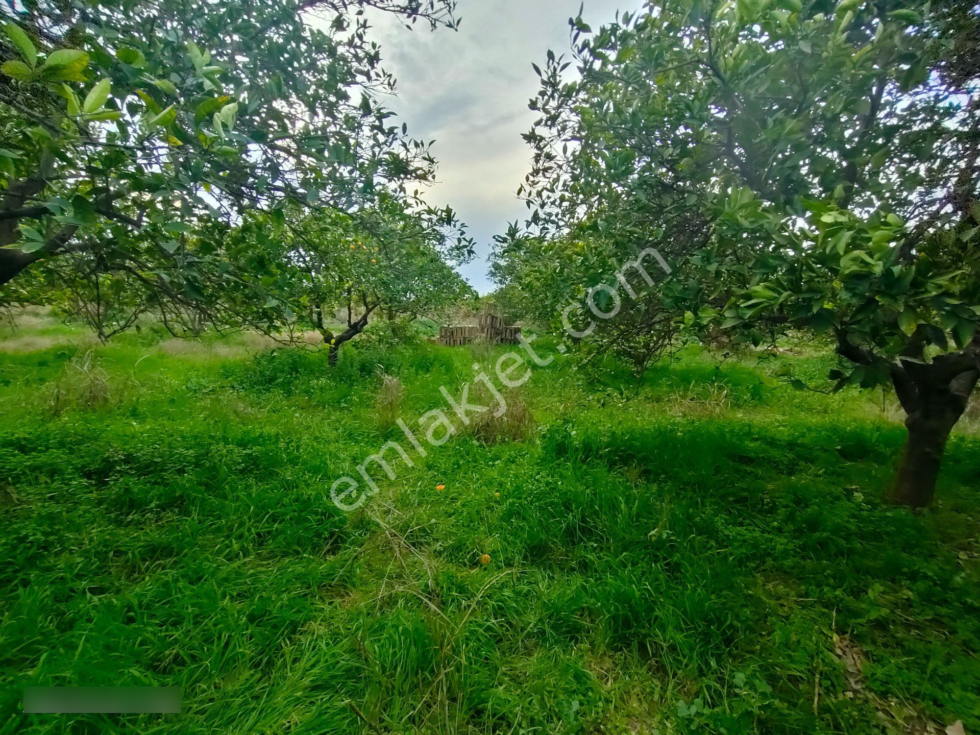 Hamzallı Mahallesinde Satılık Portakal Tarlası - Görsel 9