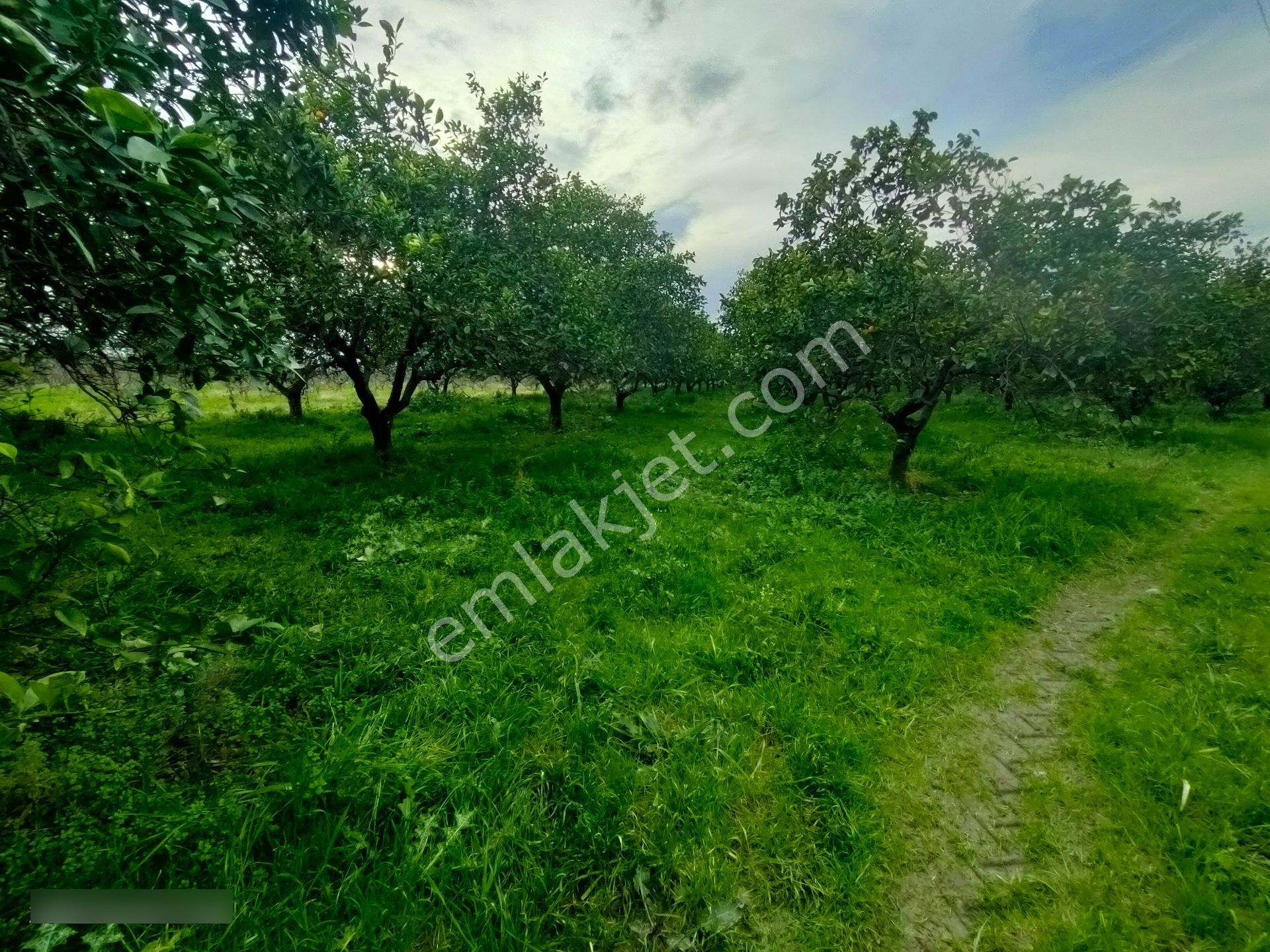 Hamzallı Mahallesinde Satılık Portakal Tarlası - Görsel 6