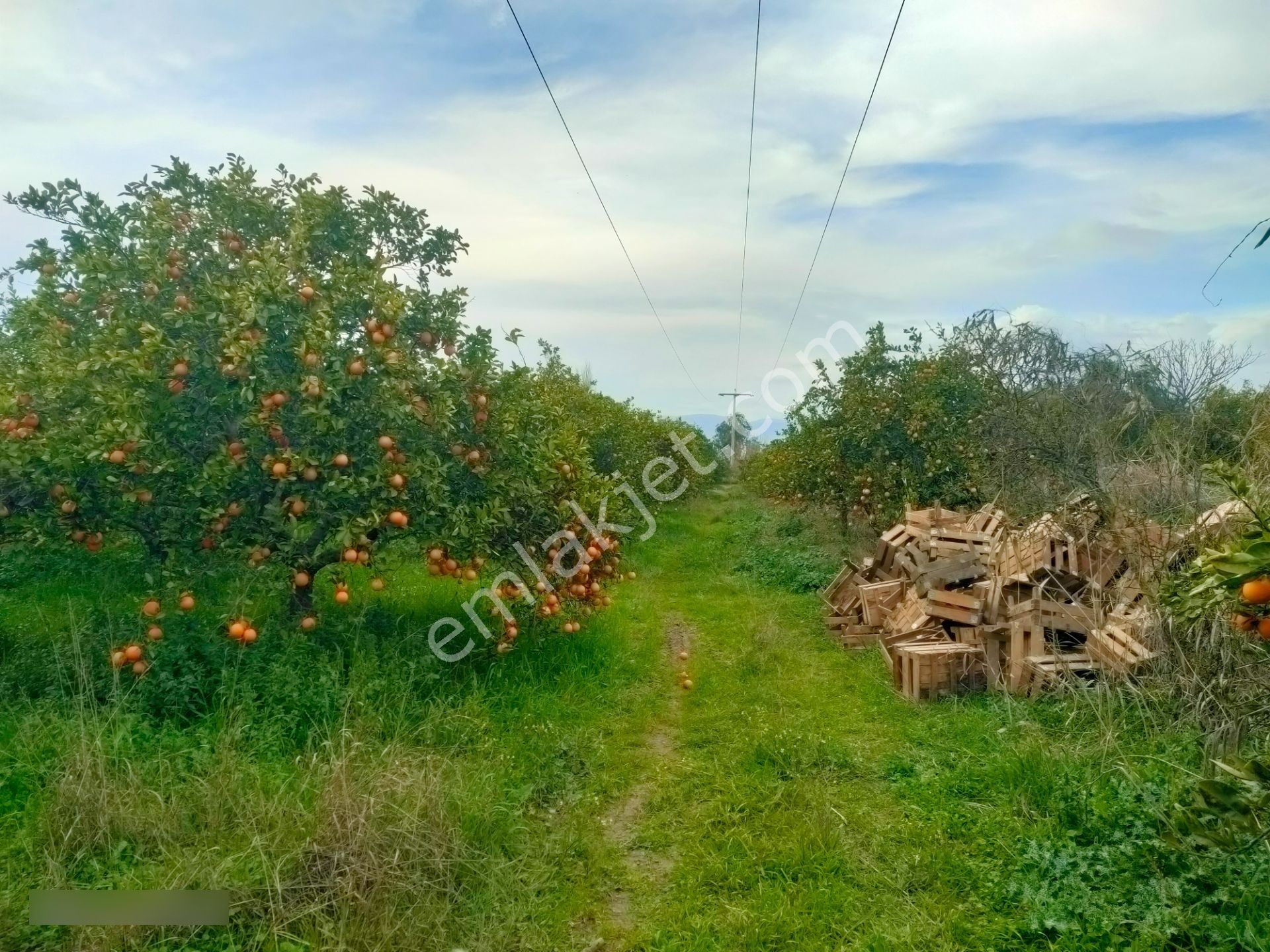 Hamzallı Mahallesinde Satılık Portakal Tarlası - Görsel 19