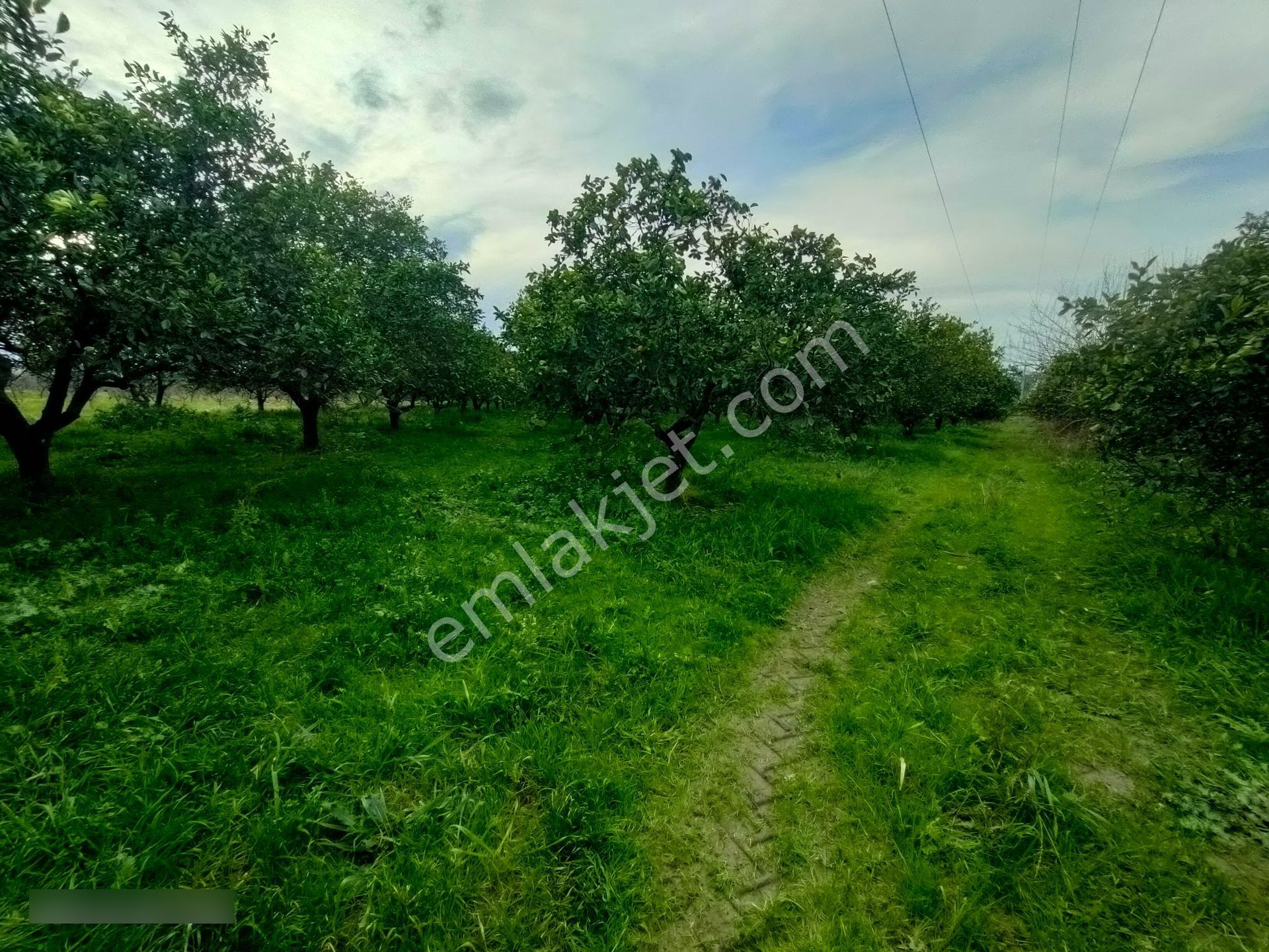 Hamzallı Mahallesinde Satılık Portakal Tarlası - Görsel 5