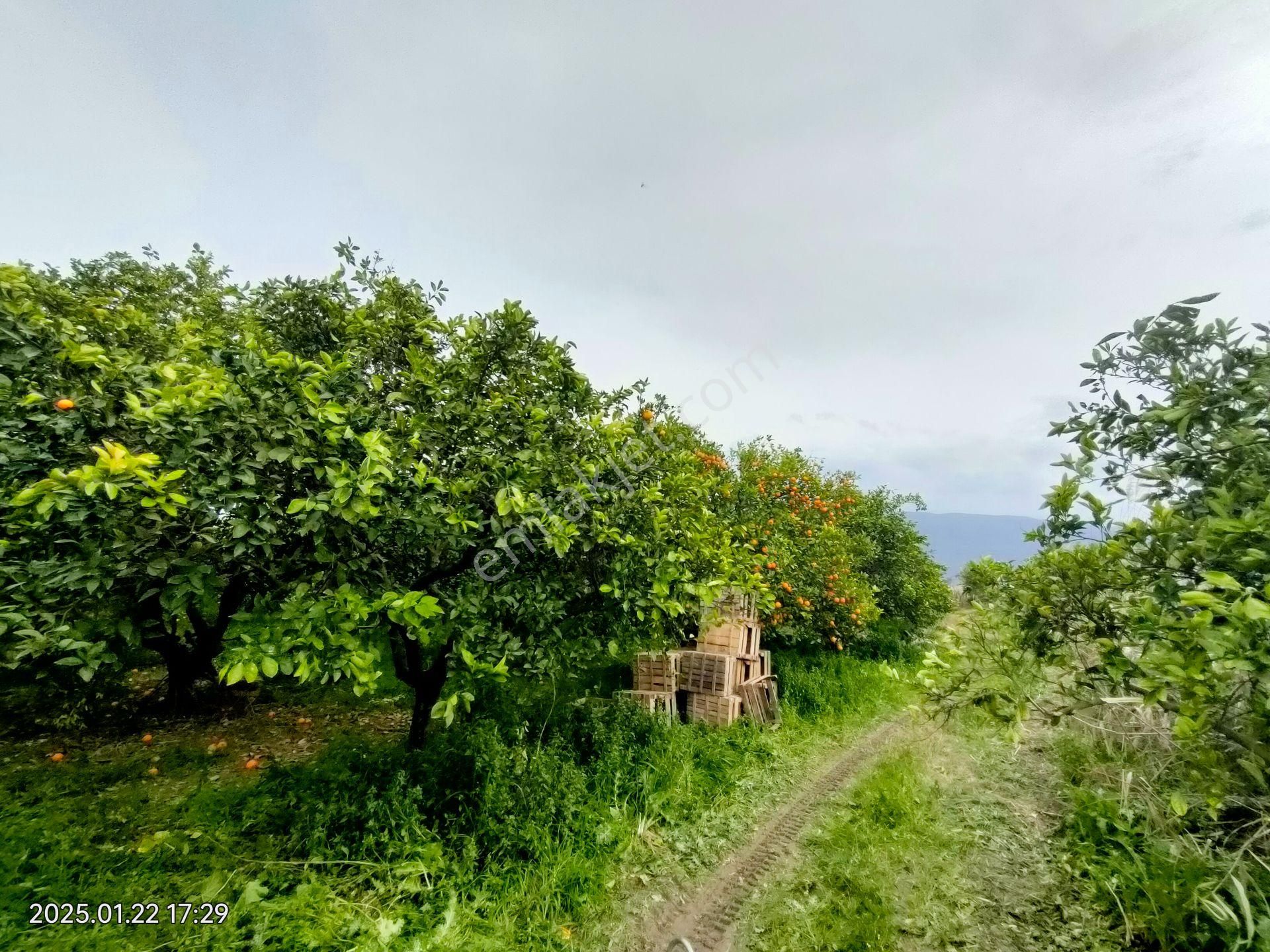 Hamzallı Mahallesinde Satılık Portakal Tarlası - Görsel 33