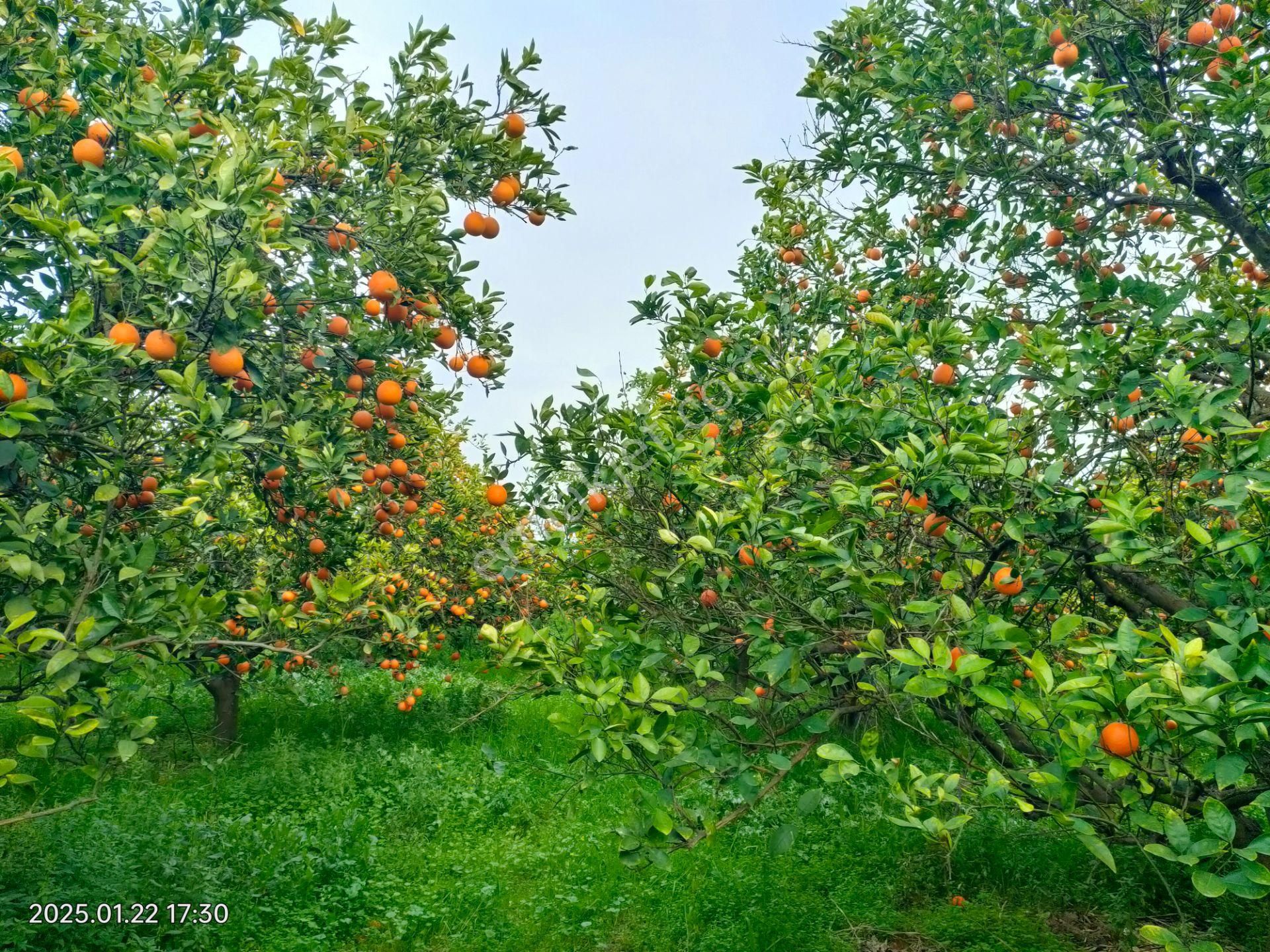 Hamzallı Mahallesinde Satılık Portakal Tarlası - Görsel 14