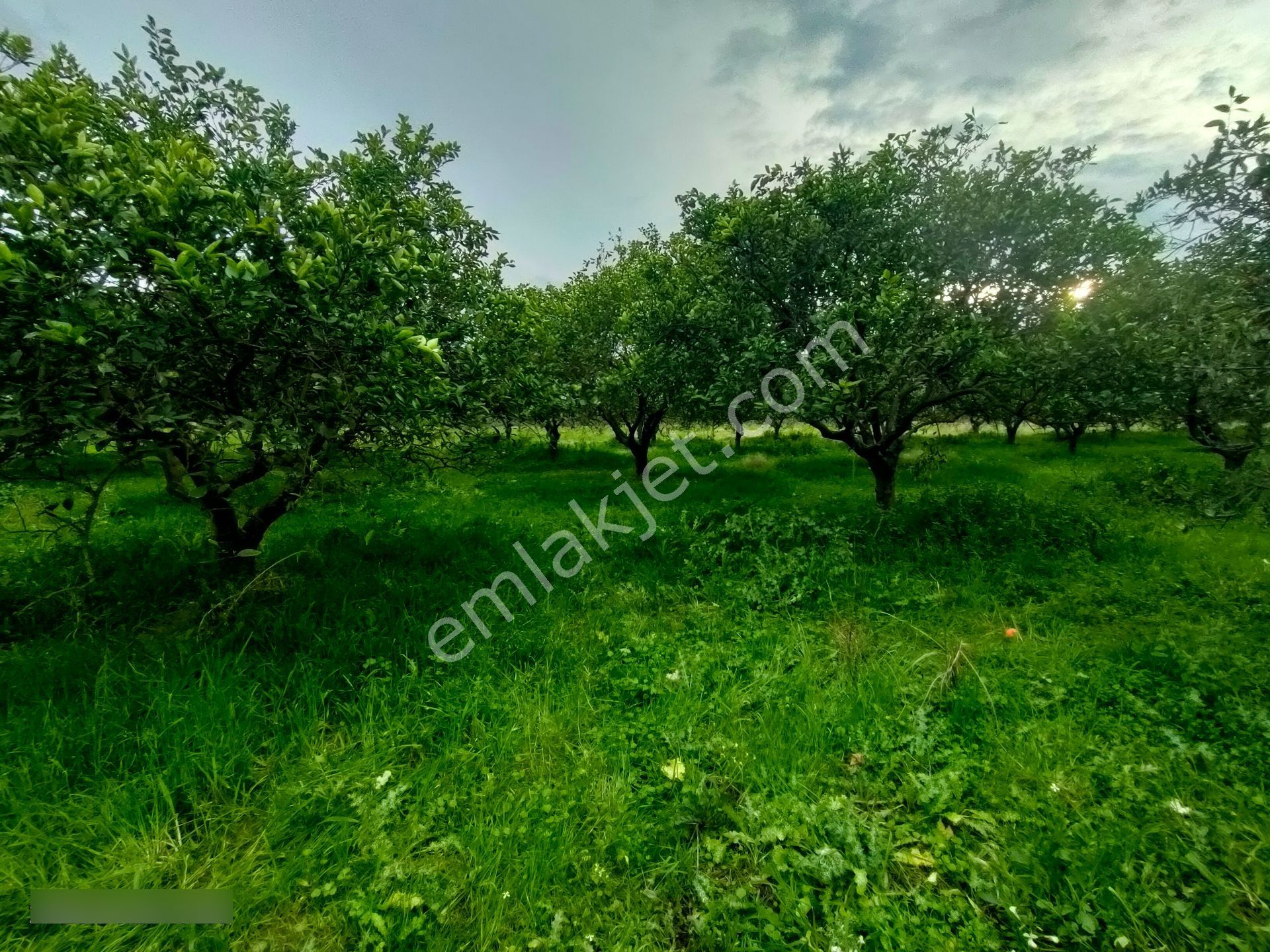 Hamzallı Mahallesinde Satılık Portakal Tarlası - Görsel 22