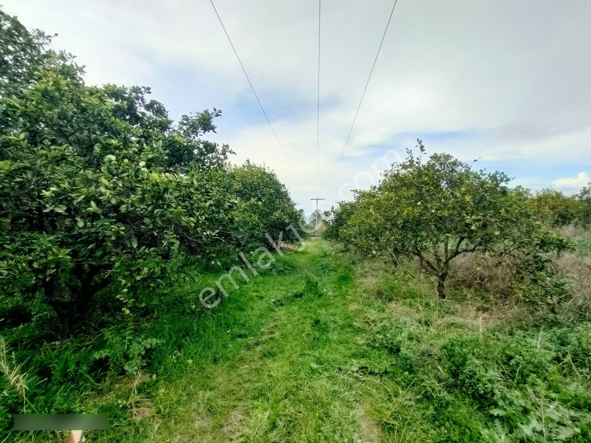 Hamzallı Mahallesinde Satılık Portakal Tarlası - Görsel 27