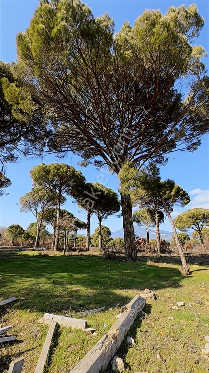 Kozak Yukarıbey'de Ayvalık Asfaltı Cepheli 10.600 M² Arazi - Görsel 7