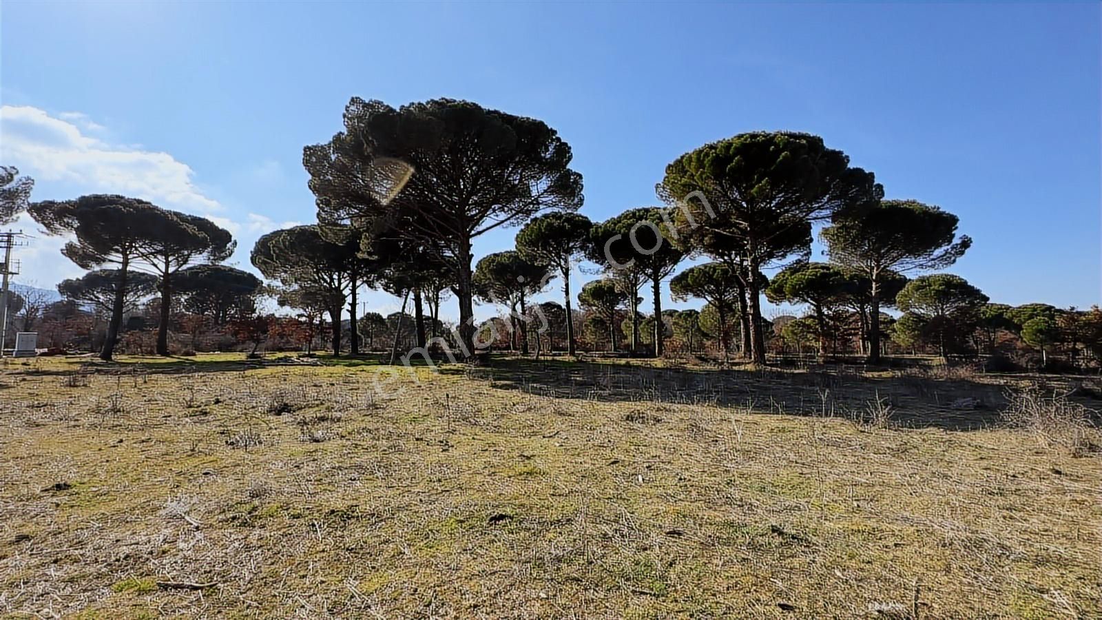 Kozak Yukarıbey'de Ayvalık Asfaltı Cepheli 10.600 M² Arazi - Görsel 8