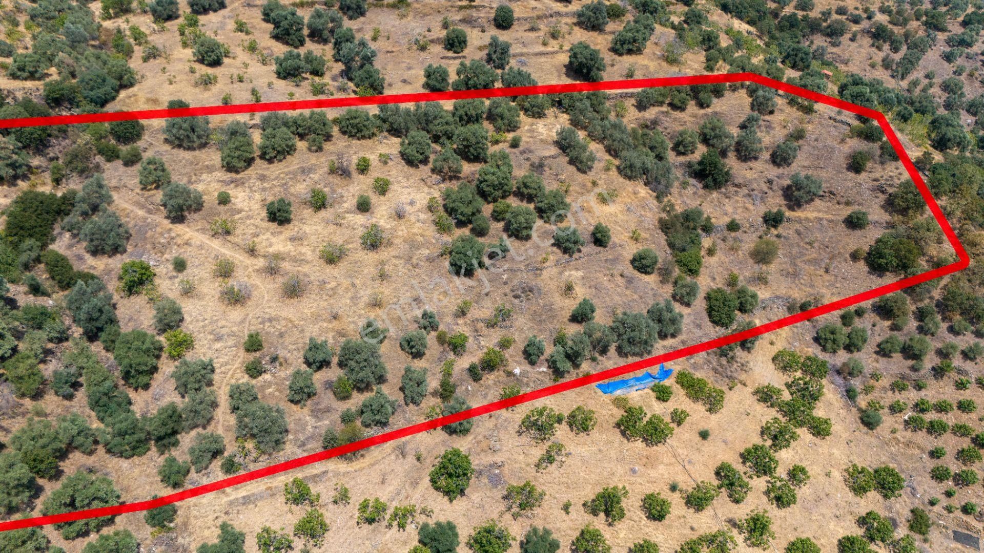 Hisarcık Mahallesinde Satılık 13 Dönüm Zeytinlik Ve İncir Bahçesi - Görsel 5