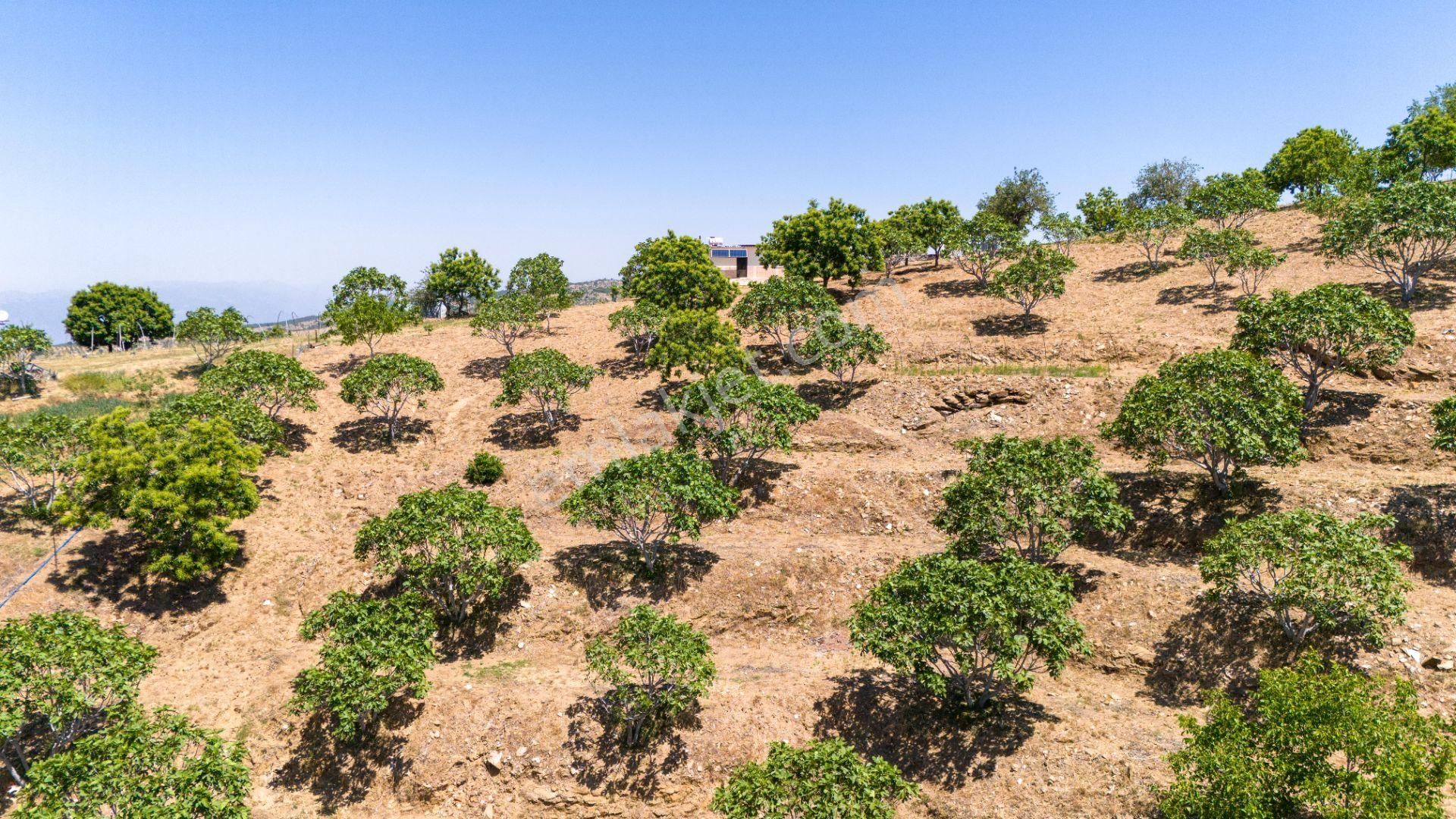 Aydın Yenipazar Alioğullar Mah De Satılık 30 Dönüm İncir Bahçesi Ve Bağ Evi - Görsel 10