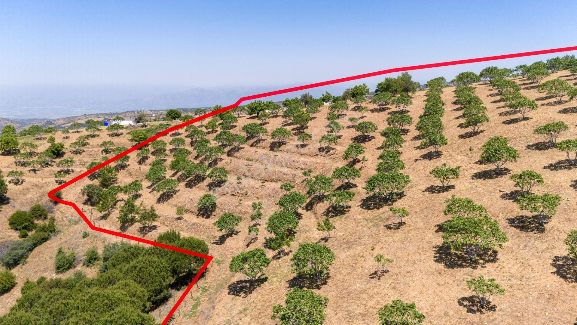 Aydın Yenipazar Alioğullar Mah De Satılık 30 Dönüm İncir Bahçesi Ve Bağ Evi - Görsel 13