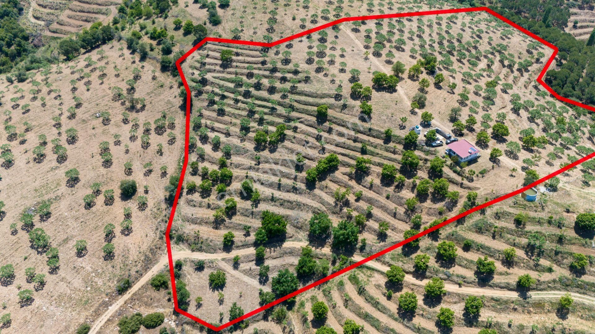 Aydın Yenipazar Alioğullar Mah De Satılık 30 Dönüm İncir Bahçesi Ve Bağ Evi - Görsel 19