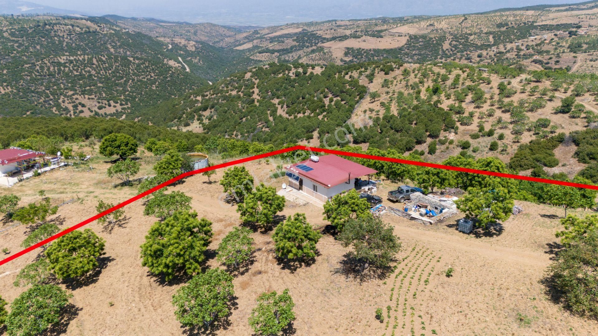 Aydın Yenipazar Alioğullar Mah De Satılık 30 Dönüm İncir Bahçesi Ve Bağ Evi - Görsel 7