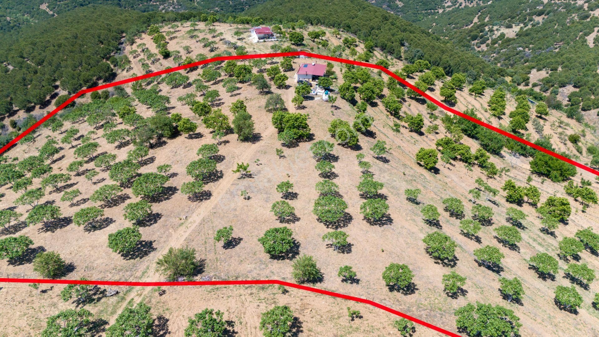 Aydın Yenipazar Alioğullar Mah De Satılık 30 Dönüm İncir Bahçesi Ve Bağ Evi - Görsel 18