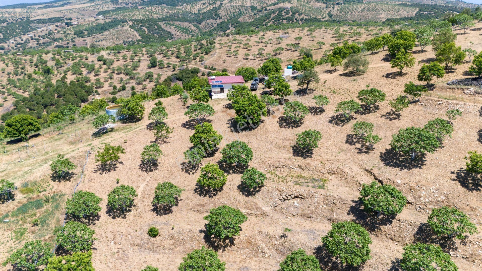 Aydın Yenipazar Alioğullar Mah De Satılık 30 Dönüm İncir Bahçesi Ve Bağ Evi - Görsel 8
