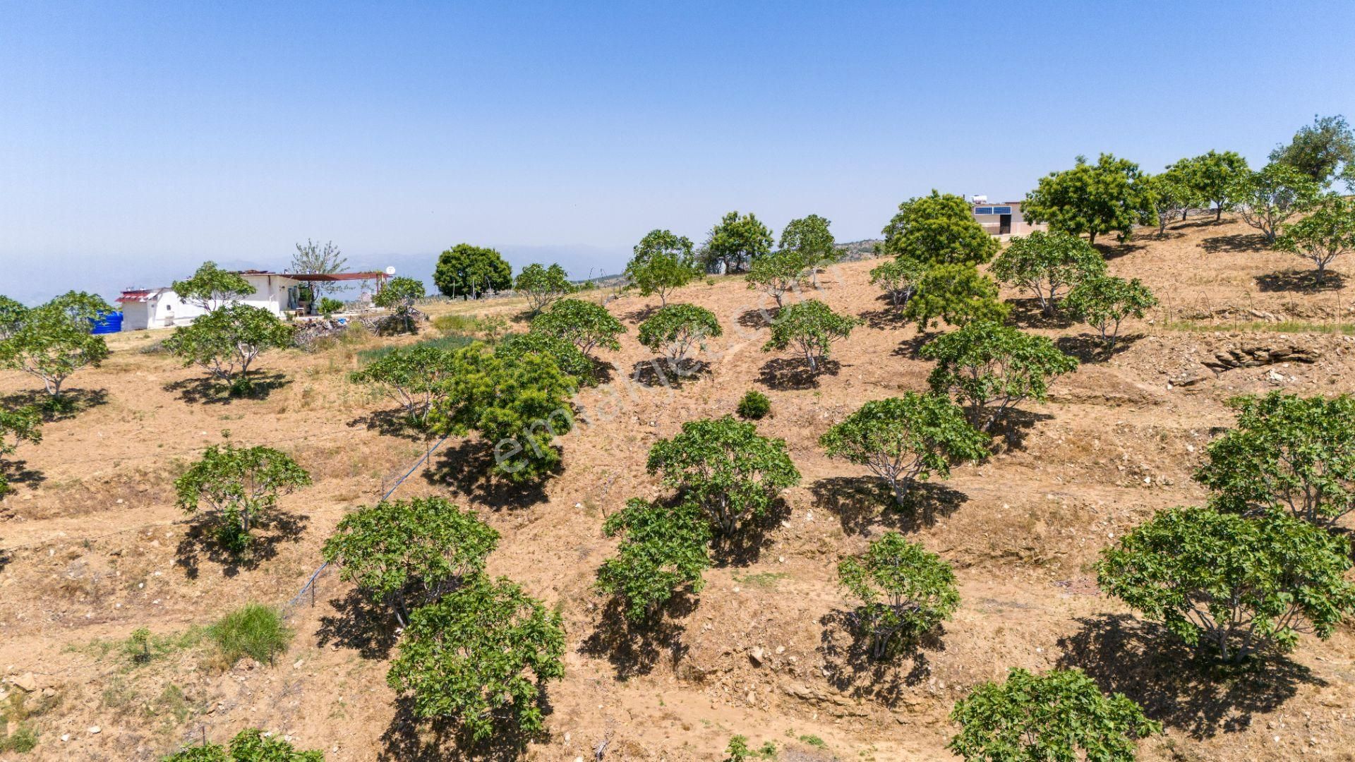 Aydın Yenipazar Alioğullar Mah De Satılık 30 Dönüm İncir Bahçesi Ve Bağ Evi - Görsel 11