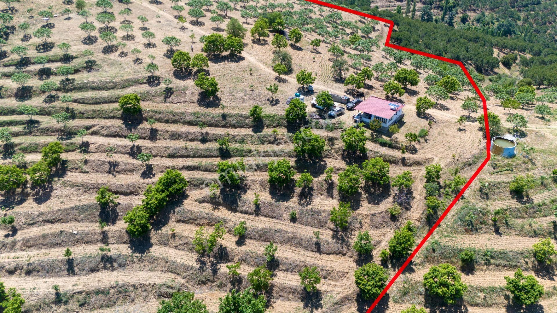 Aydın Yenipazar Alioğullar Mah De Satılık 30 Dönüm İncir Bahçesi Ve Bağ Evi - Görsel 9