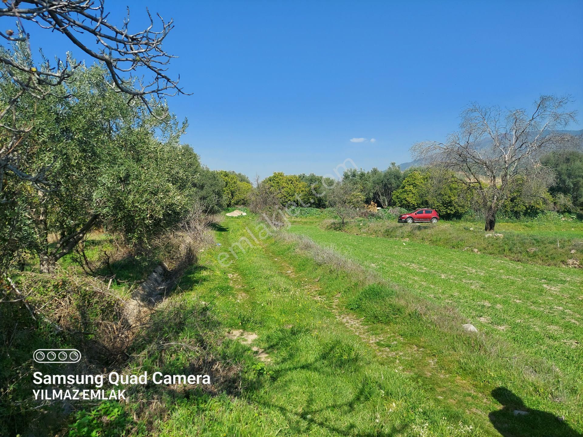 675 Aydın Nazilli Yalınkuyu Mahallesinde Satılık Zeytinlik - Görsel 27
