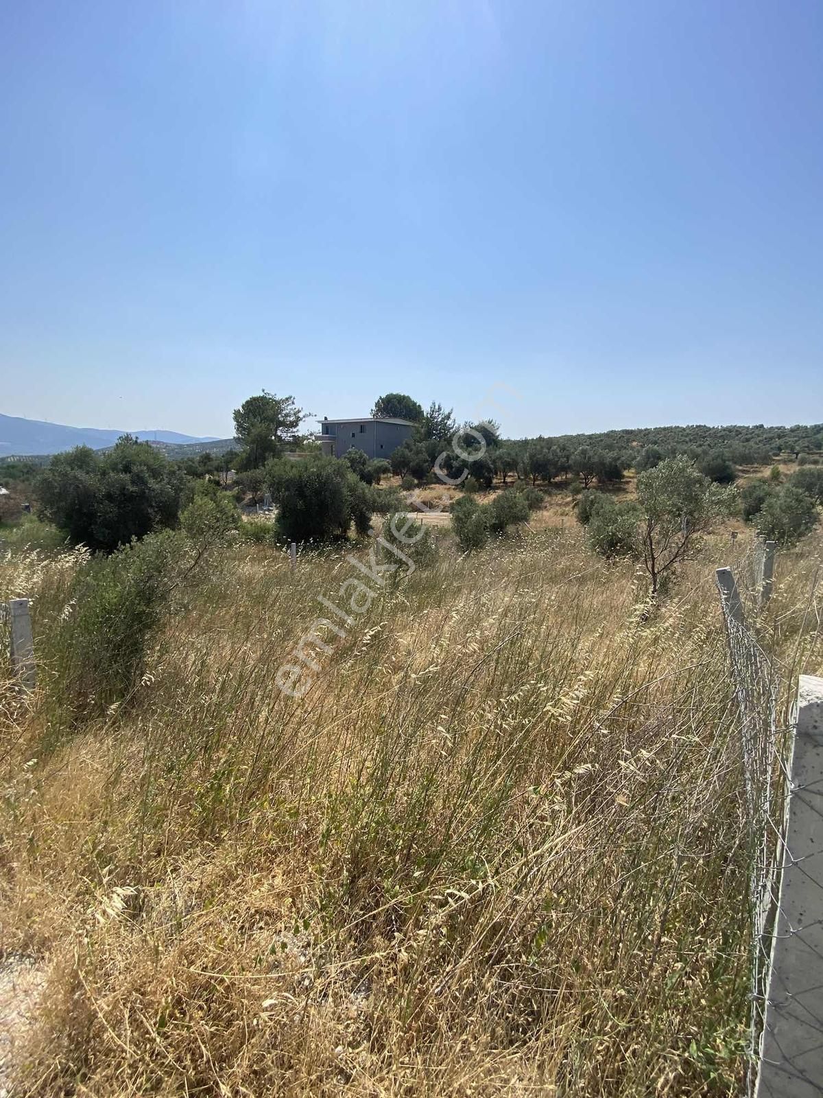 Torbalı Bozköyde Satılık Hisse Tapulu Zeytinlik - Görsel 6