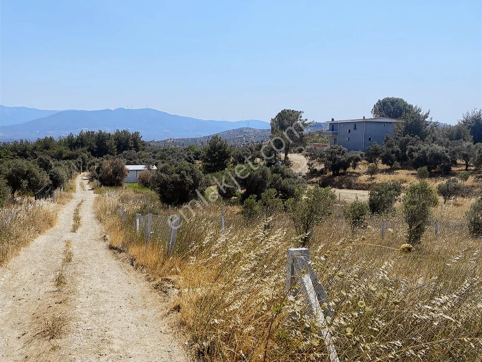 Torbalı Bozköyde Satılık Hisse Tapulu Zeytinlik - Görsel 9