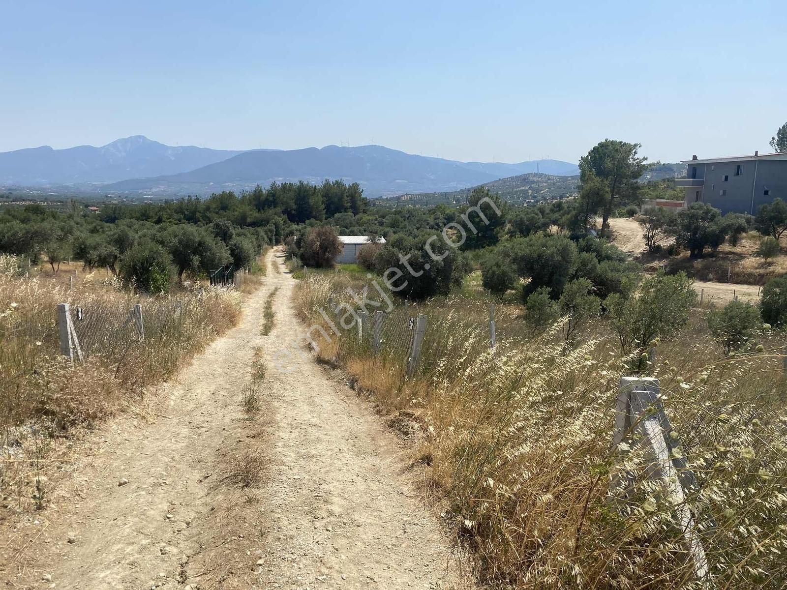 Torbalı Bozköyde Satılık Hisse Tapulu Zeytinlik - Görsel 5