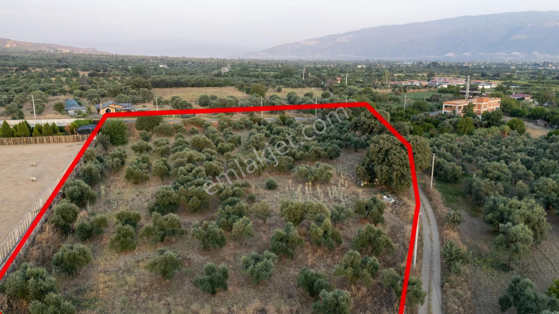 Güzelköy Mahallesinde Satılık Yol Kenarı Zeytinlik - Görsel 6