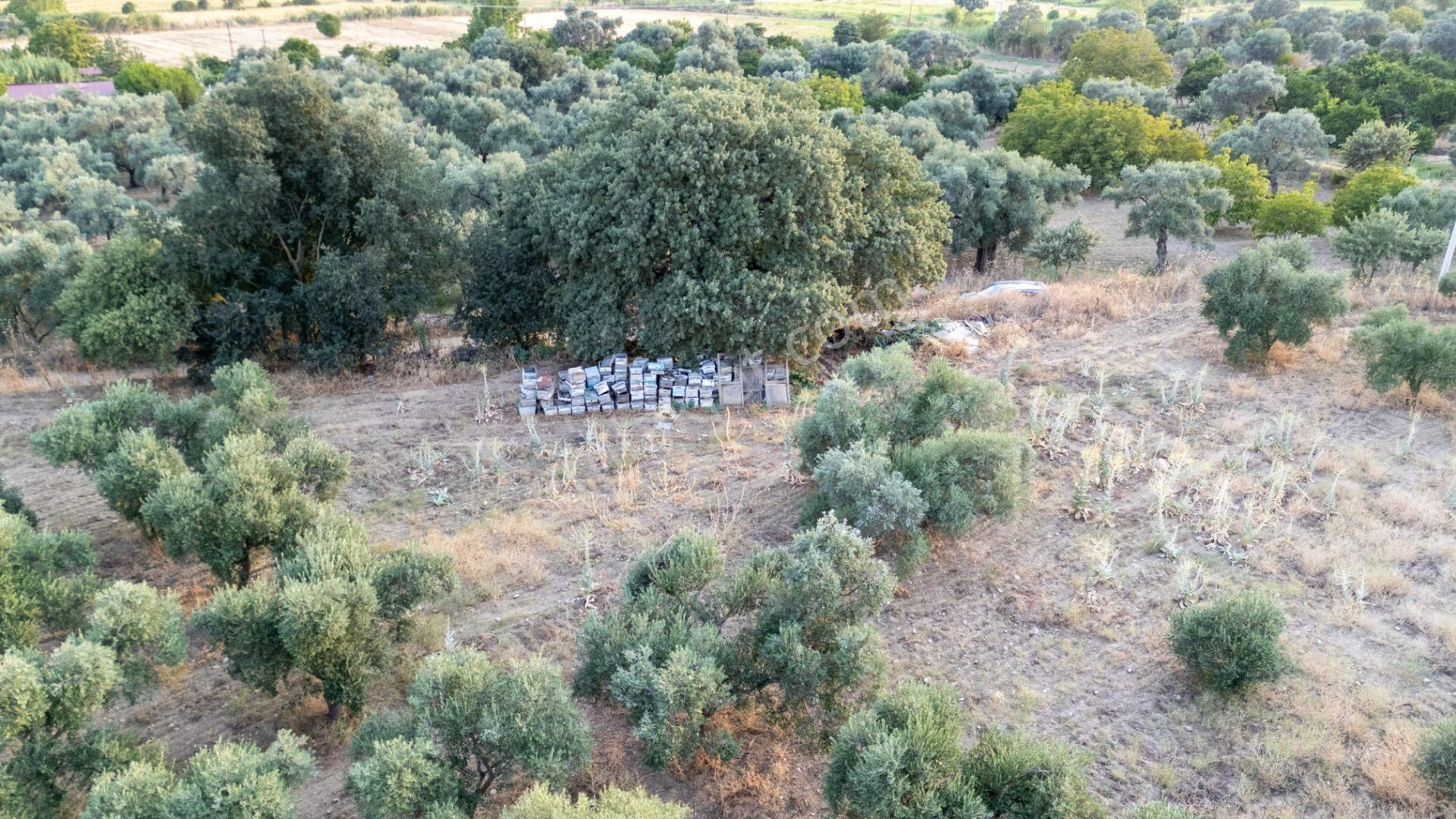Güzelköy Mahallesinde Satılık Yol Kenarı Zeytinlik - Görsel 10