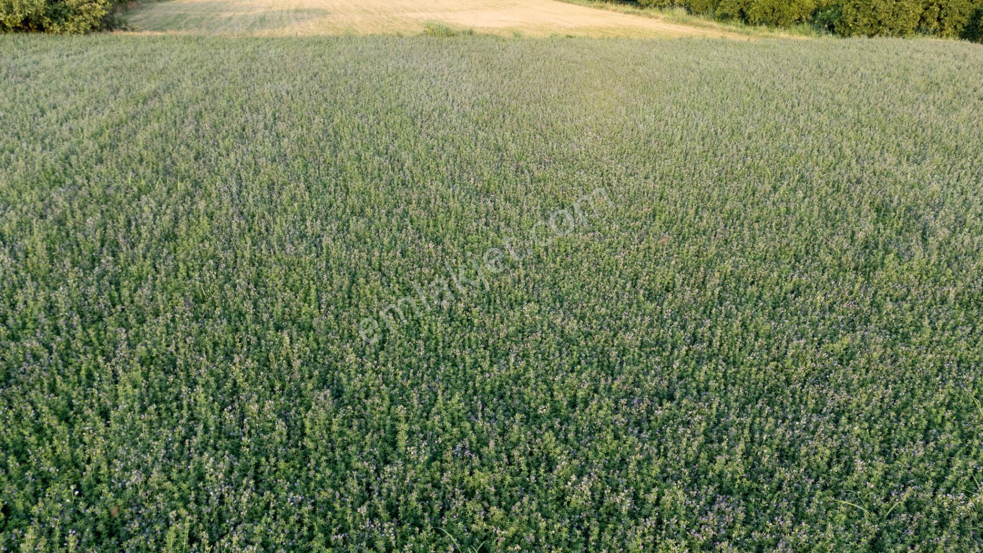 Güzelköy Mahallesinde Satılık 4 Dönüm Tarla - Görsel 6