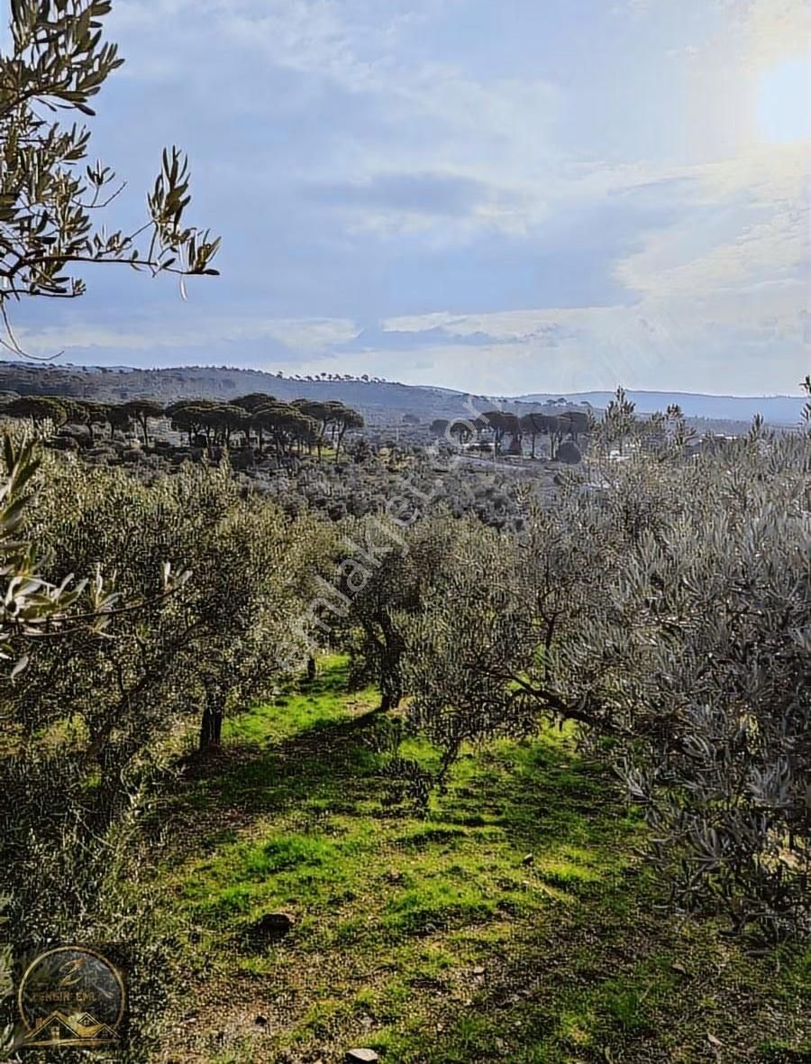 Zengin Emlak'tan Helvacıda 1483 M2 Zeytinlik - Görsel 4
