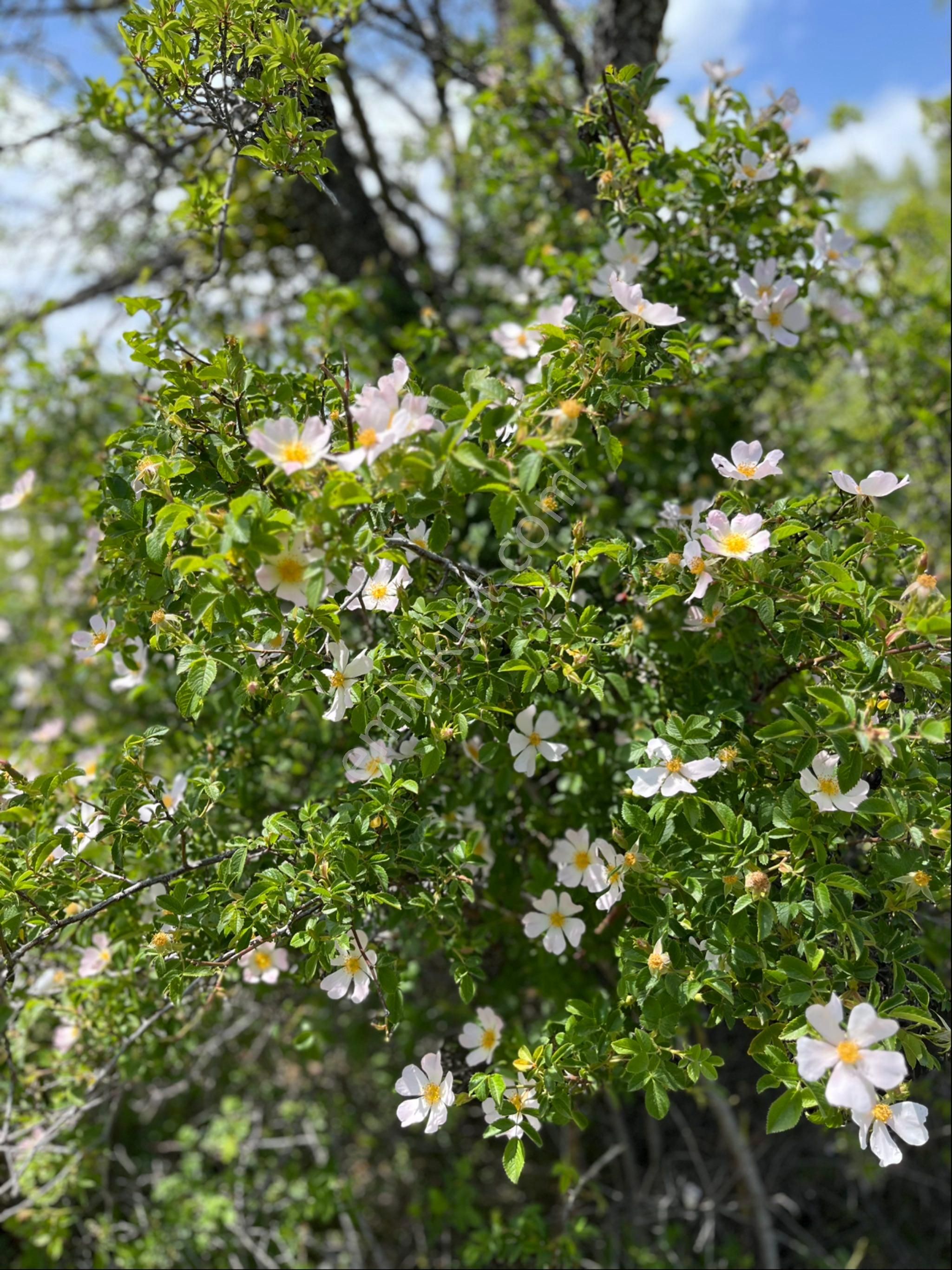 Kozak Çelebi Emlak Tan Yaylada 30 Dönüm Arazi - Görsel 4