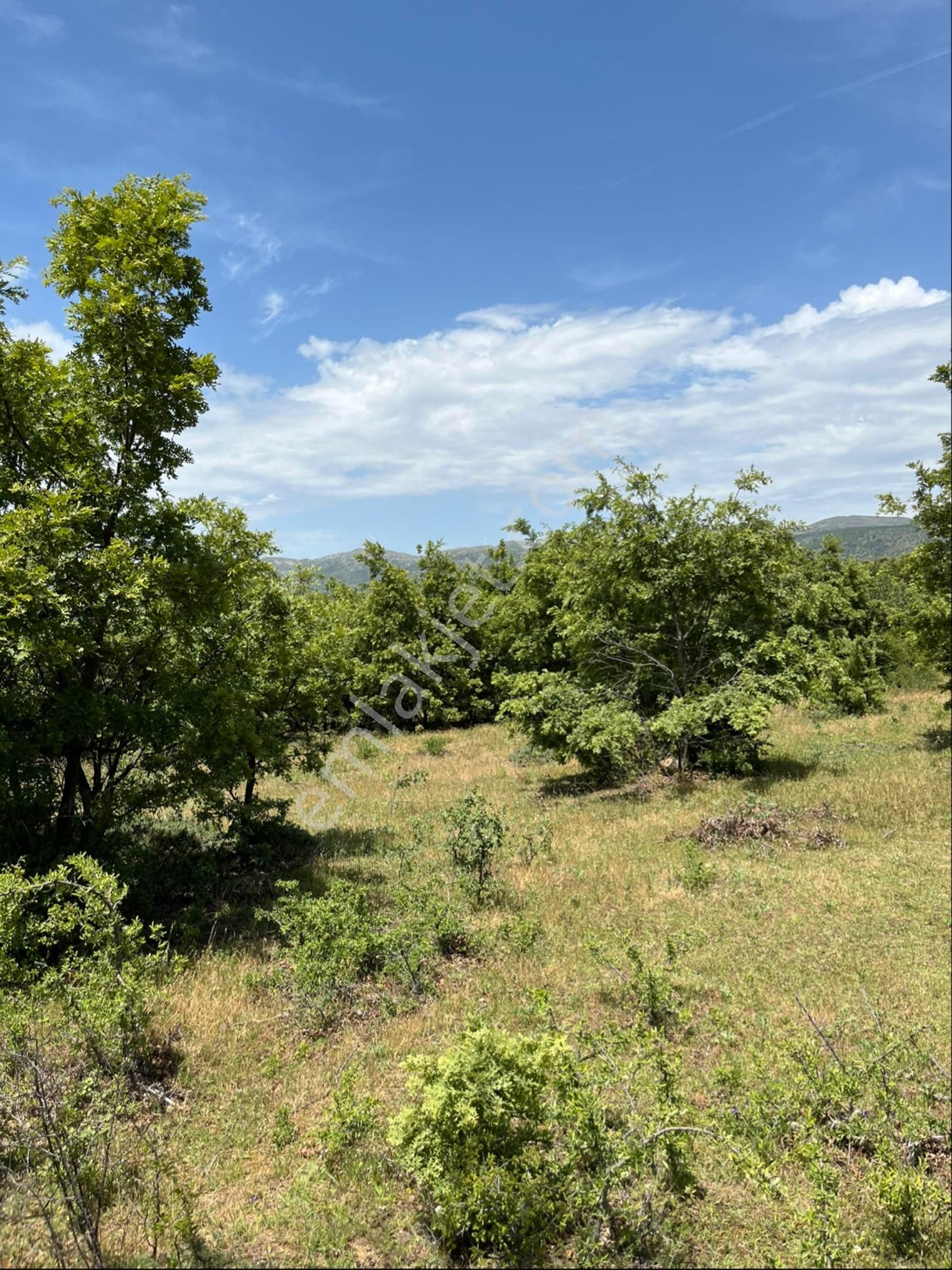 Kozak Çelebi Emlak Tan Yaylada 30 Dönüm Arazi - Görsel 3