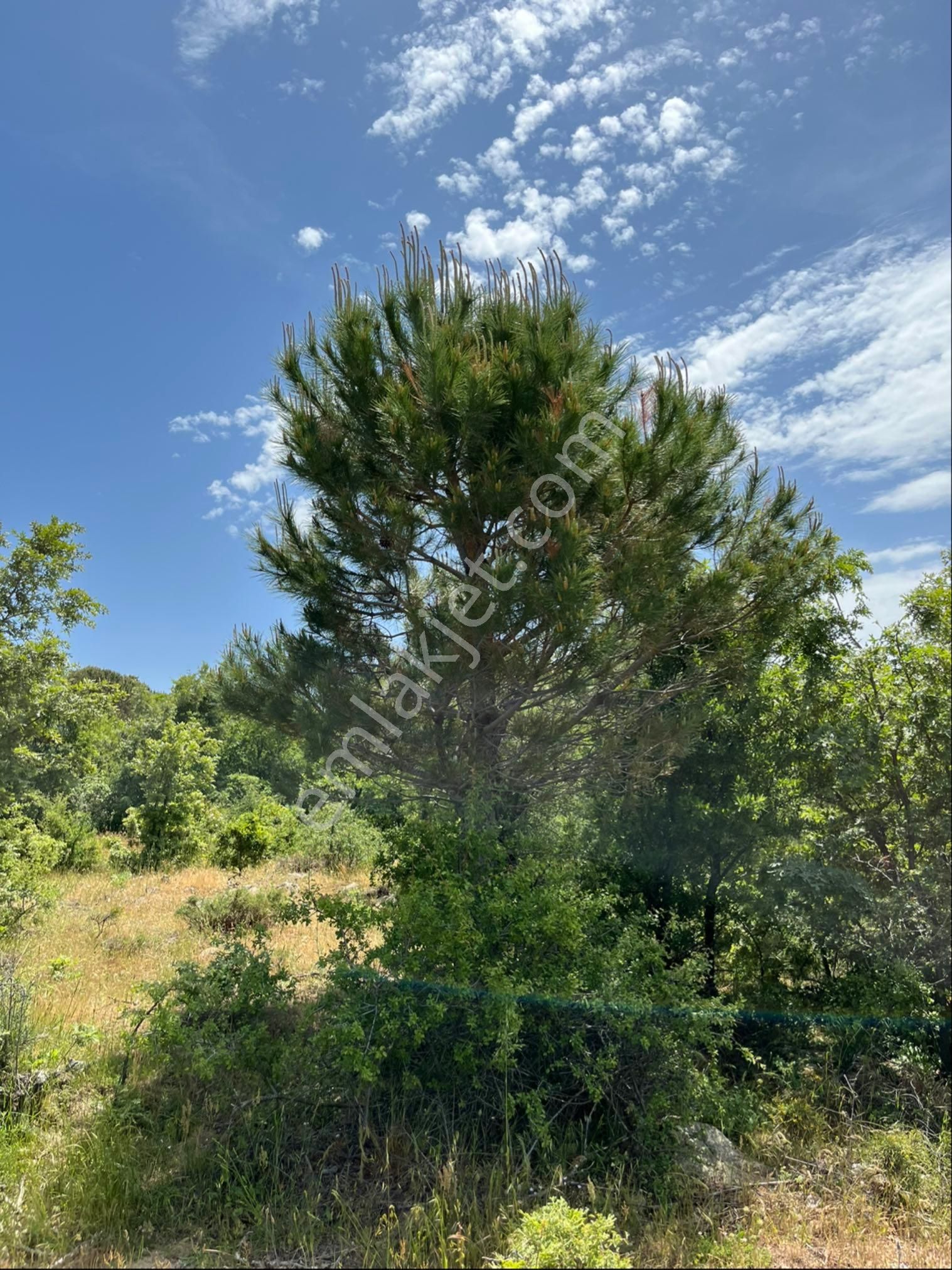 Kozak Çelebi Emlak Tan Yaylada 30 Dönüm Arazi - Görsel 7