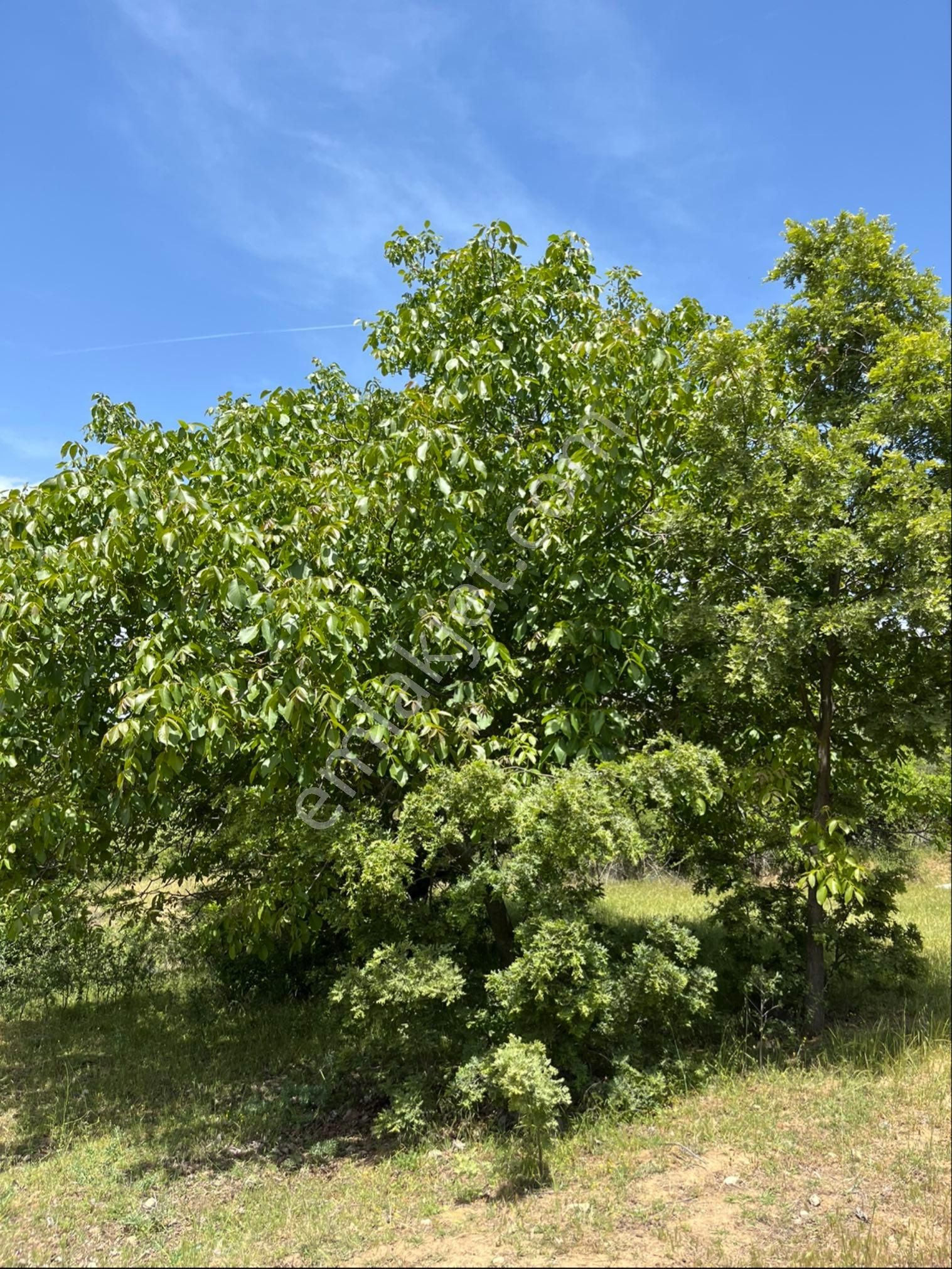 Kozak Çelebi Emlak Tan Yaylada 30 Dönüm Arazi - Görsel 8
