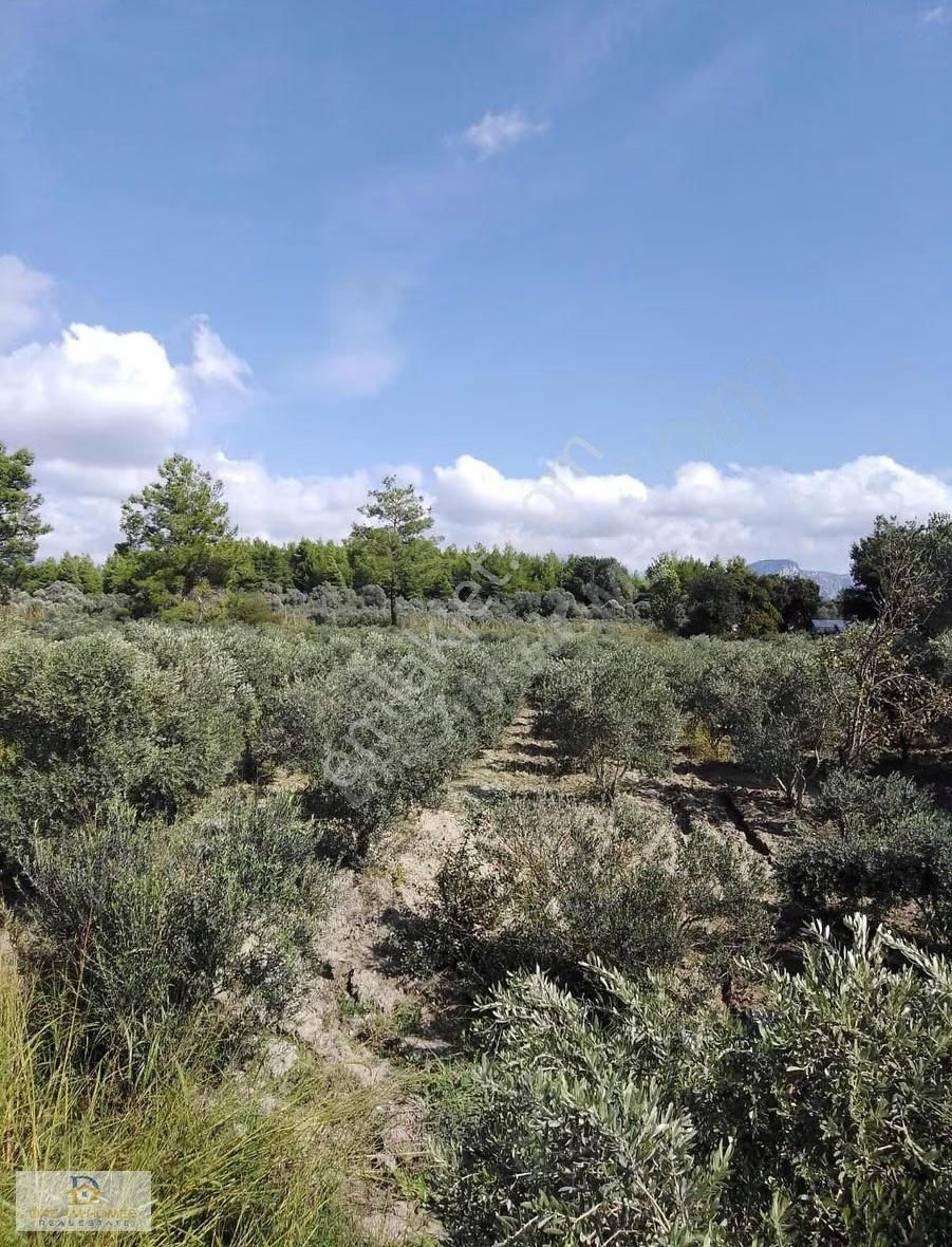 Seydikemer Korubük Mahallesinde Satılık Köy İçi İmarlı Tarla - Görsel 6