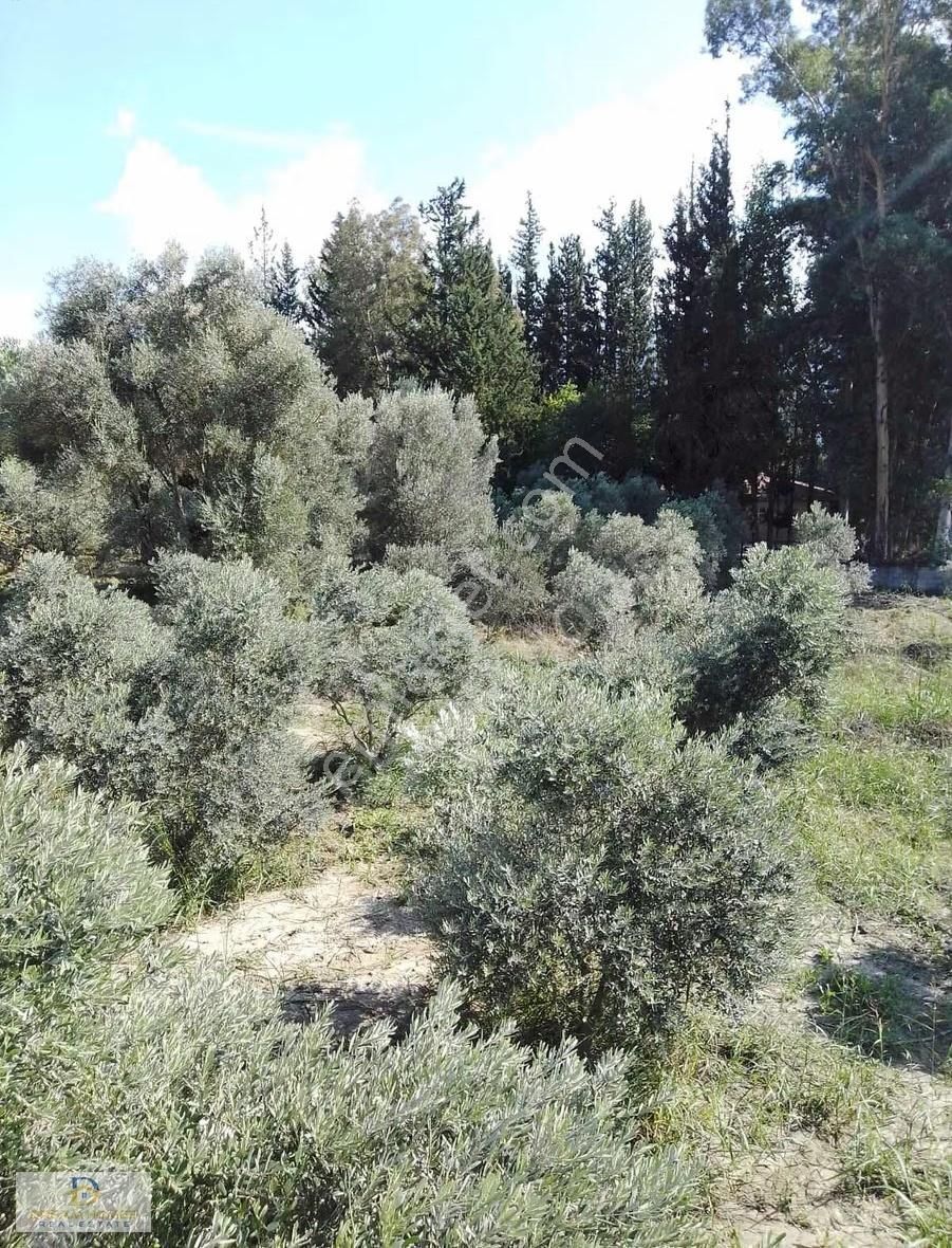 Seydikemer Korubük Mahallesinde Satılık Köy İçi İmarlı Tarla - Görsel 20