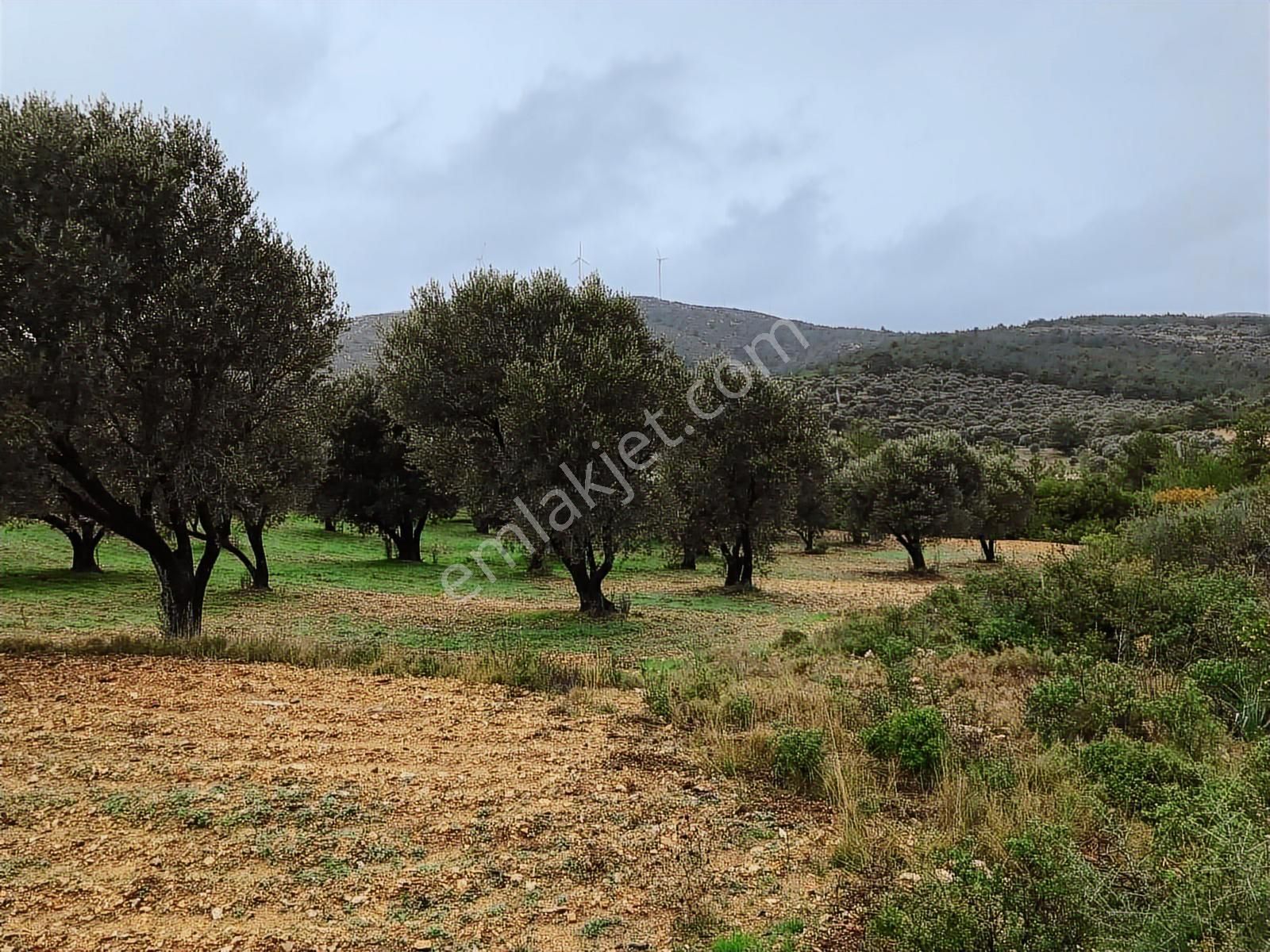 Mordoğan Emlaktan Mordoğanda 6000 M2 Tarla Satılıktır - Görsel 2