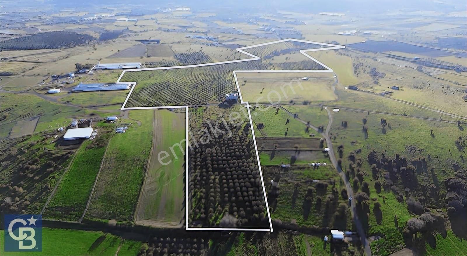 127.000 M² Zeytinlik 2.500 Zeytin Ağacı, Elektrik Ve Su Mevcut
