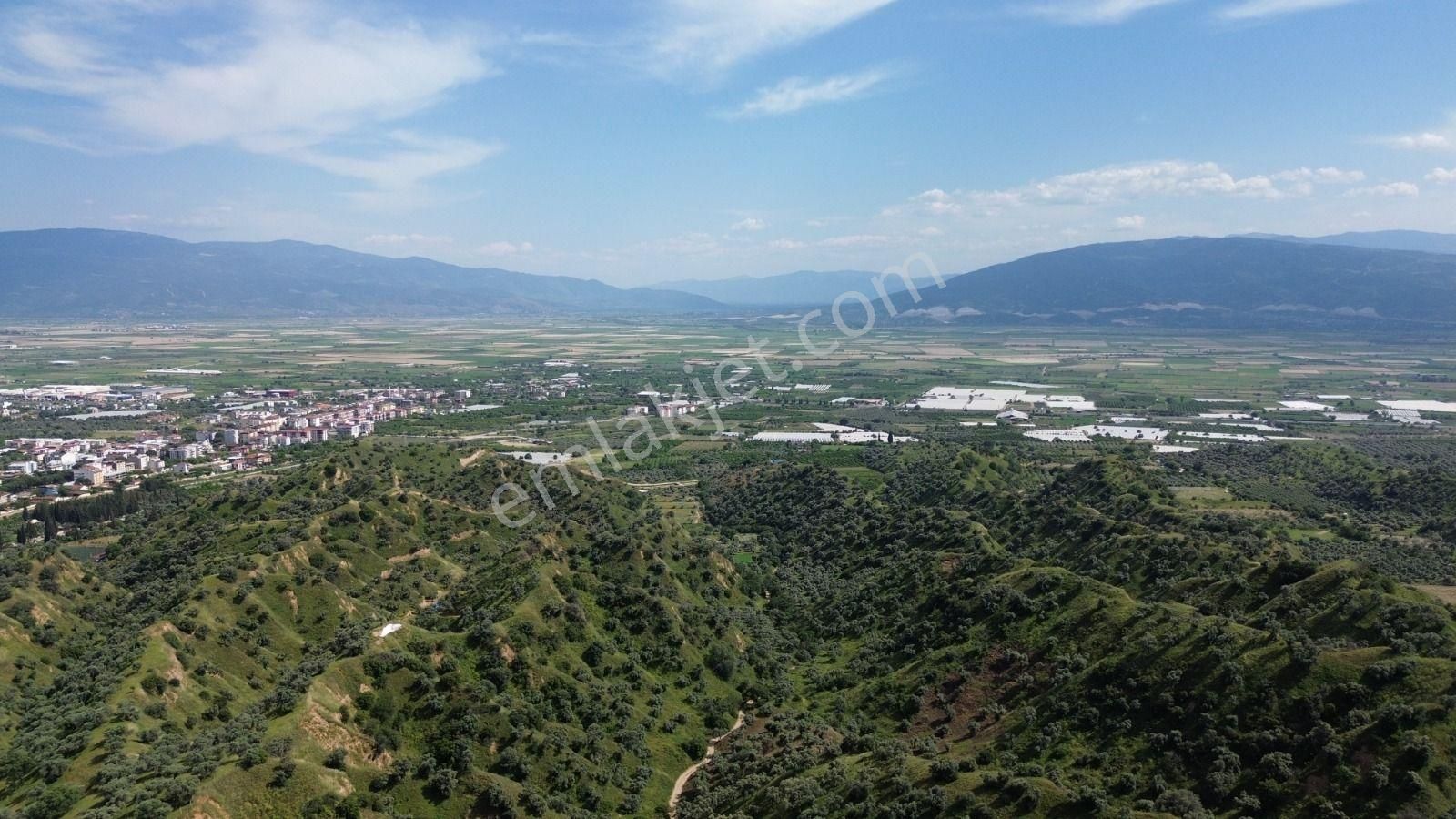 Acil İhtiyaçtan Satılık Zeytinlik - Görsel 3