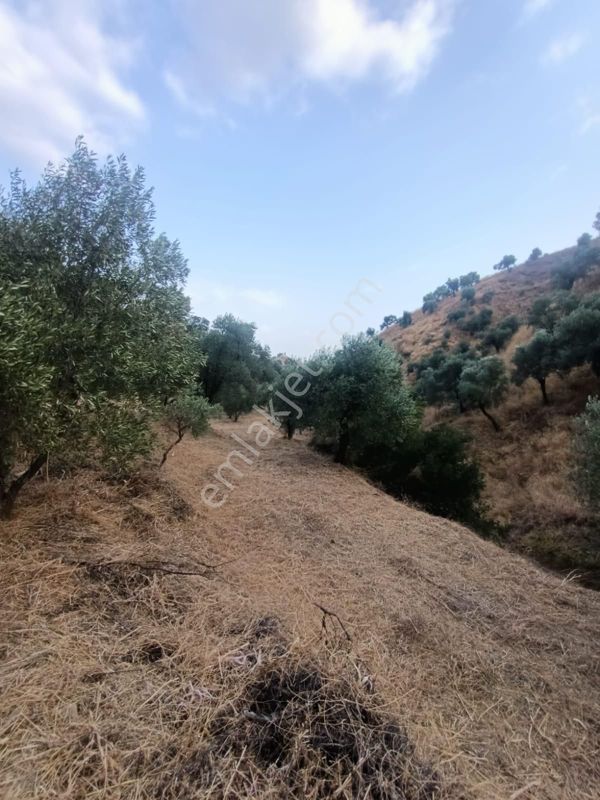 Acil İhtiyaçtan Satılık Zeytinlik - Görsel 27