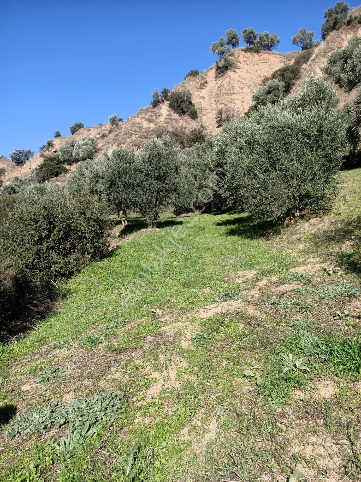 Acil İhtiyaçtan Satılık Zeytinlik - Görsel 6